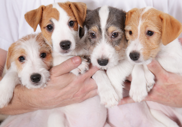 Shared data means a healthier future for dogs and cats
