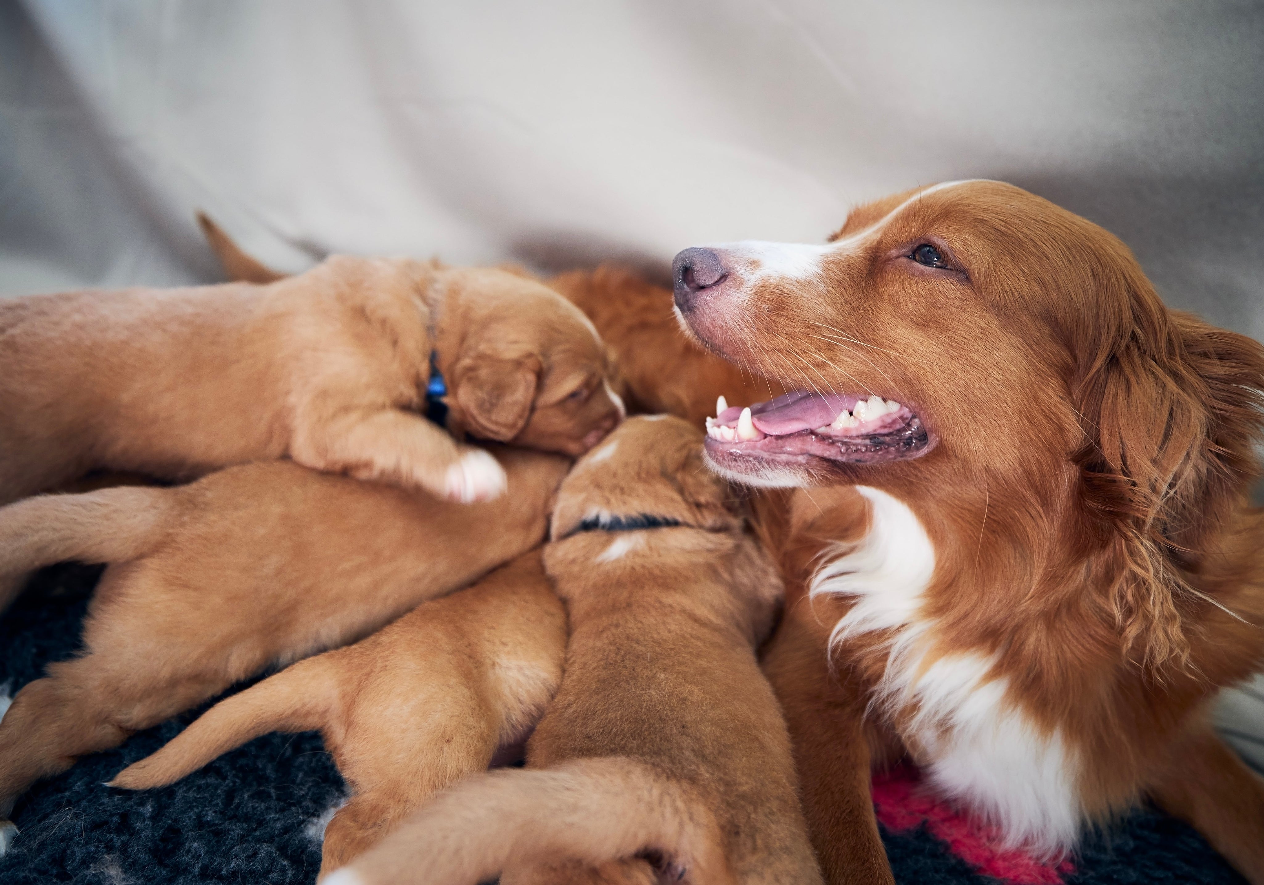 Nova Scotia Duck Tolling Retriever and puppies