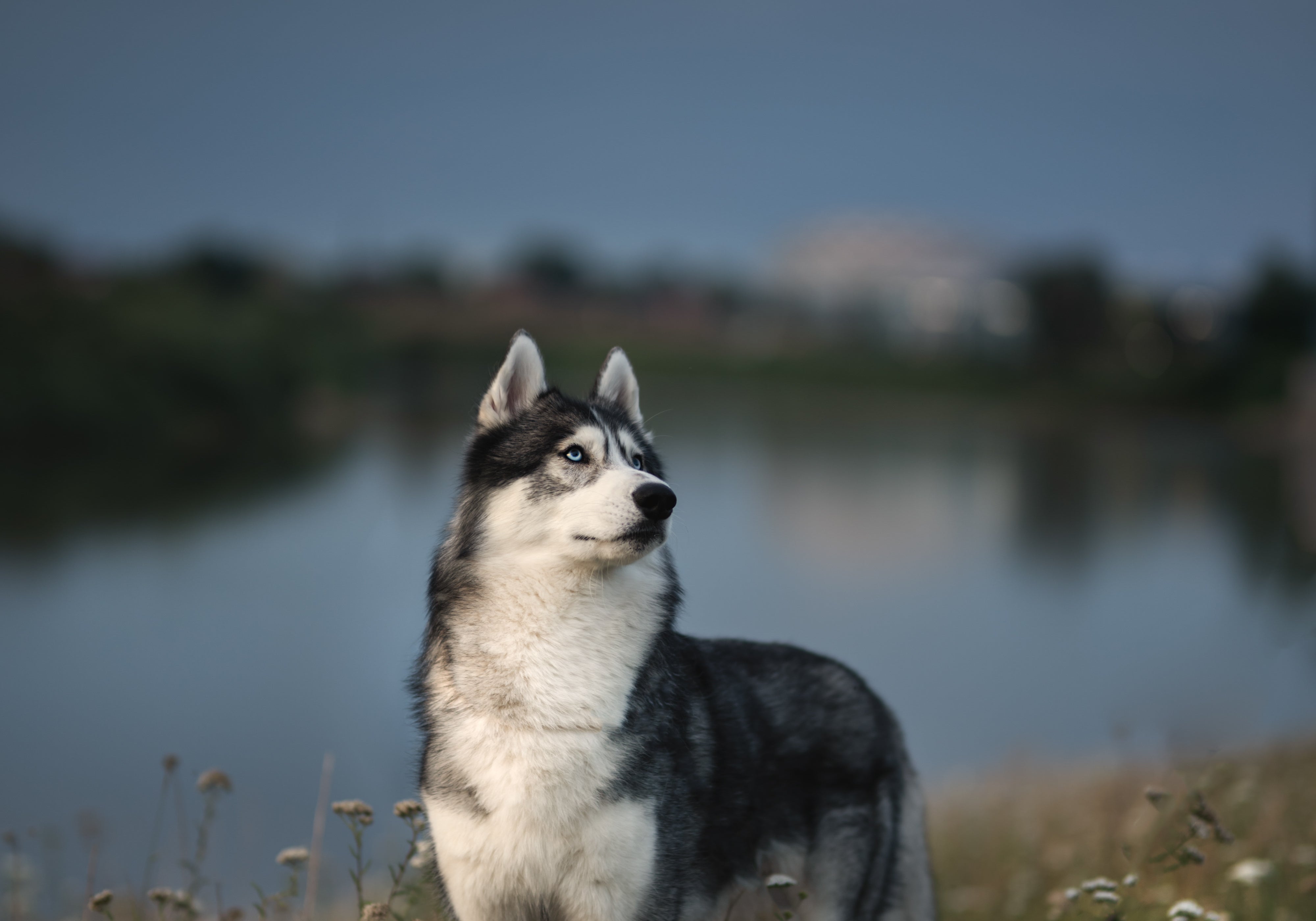 Siberian Husky standing in a meadow