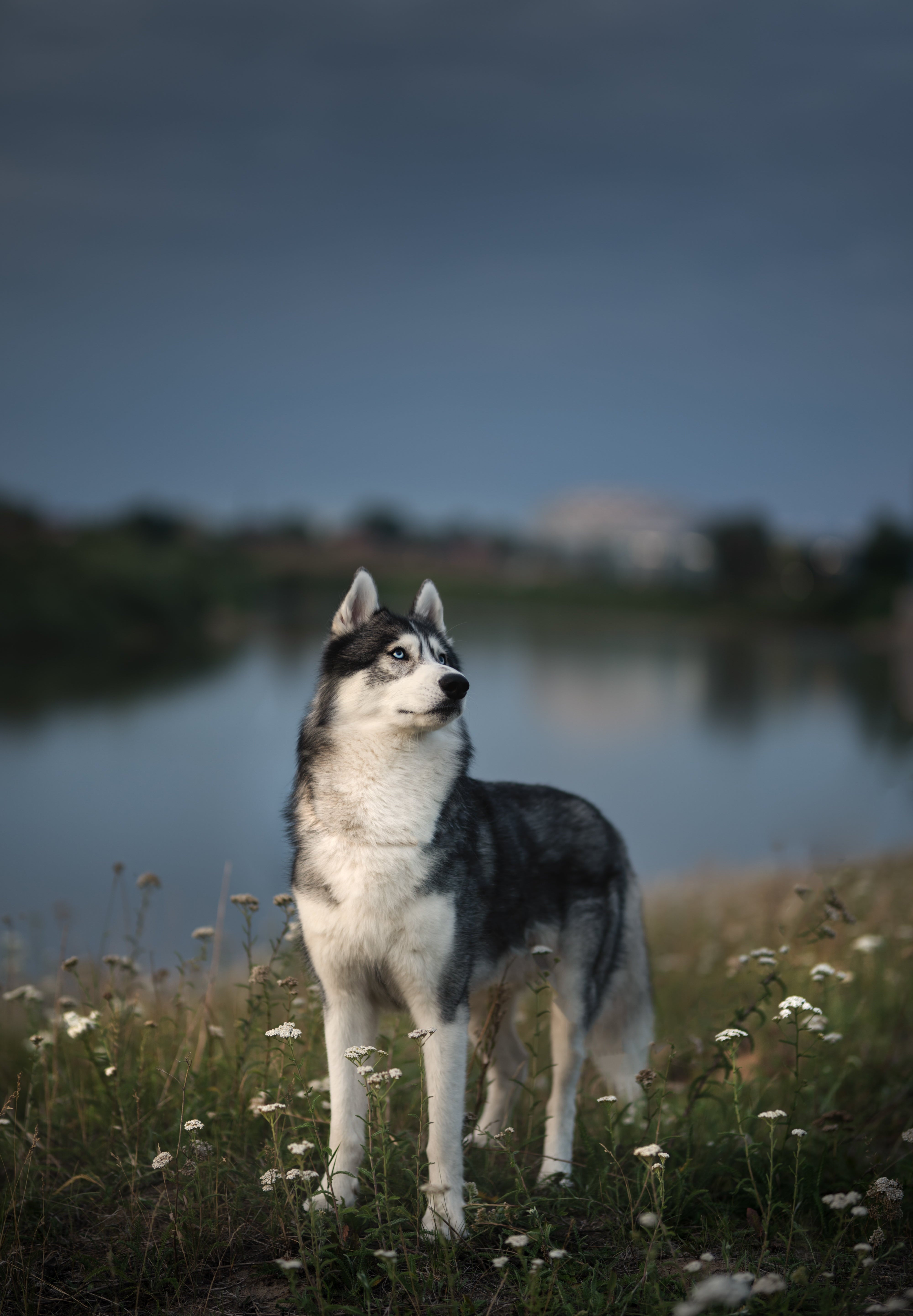 Siberian Husky standing in a meadow