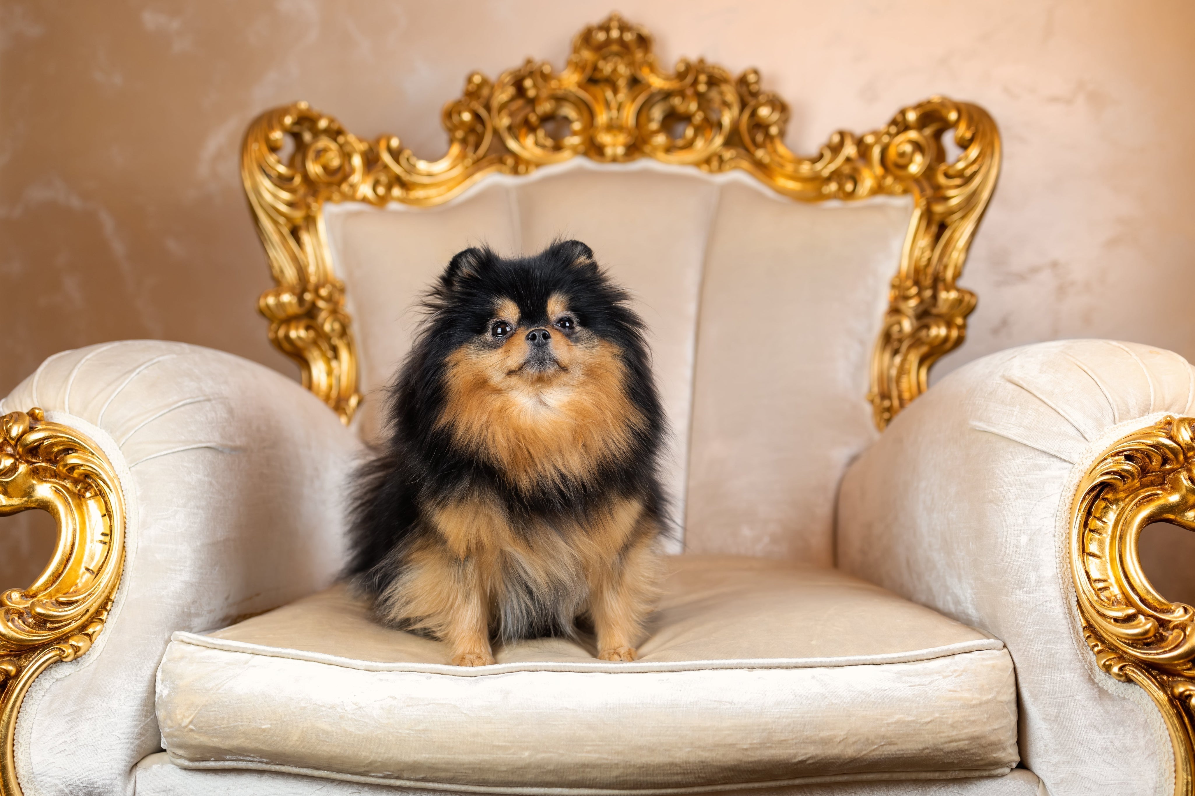 Pomeranian sitting in a fancy gold trim chair