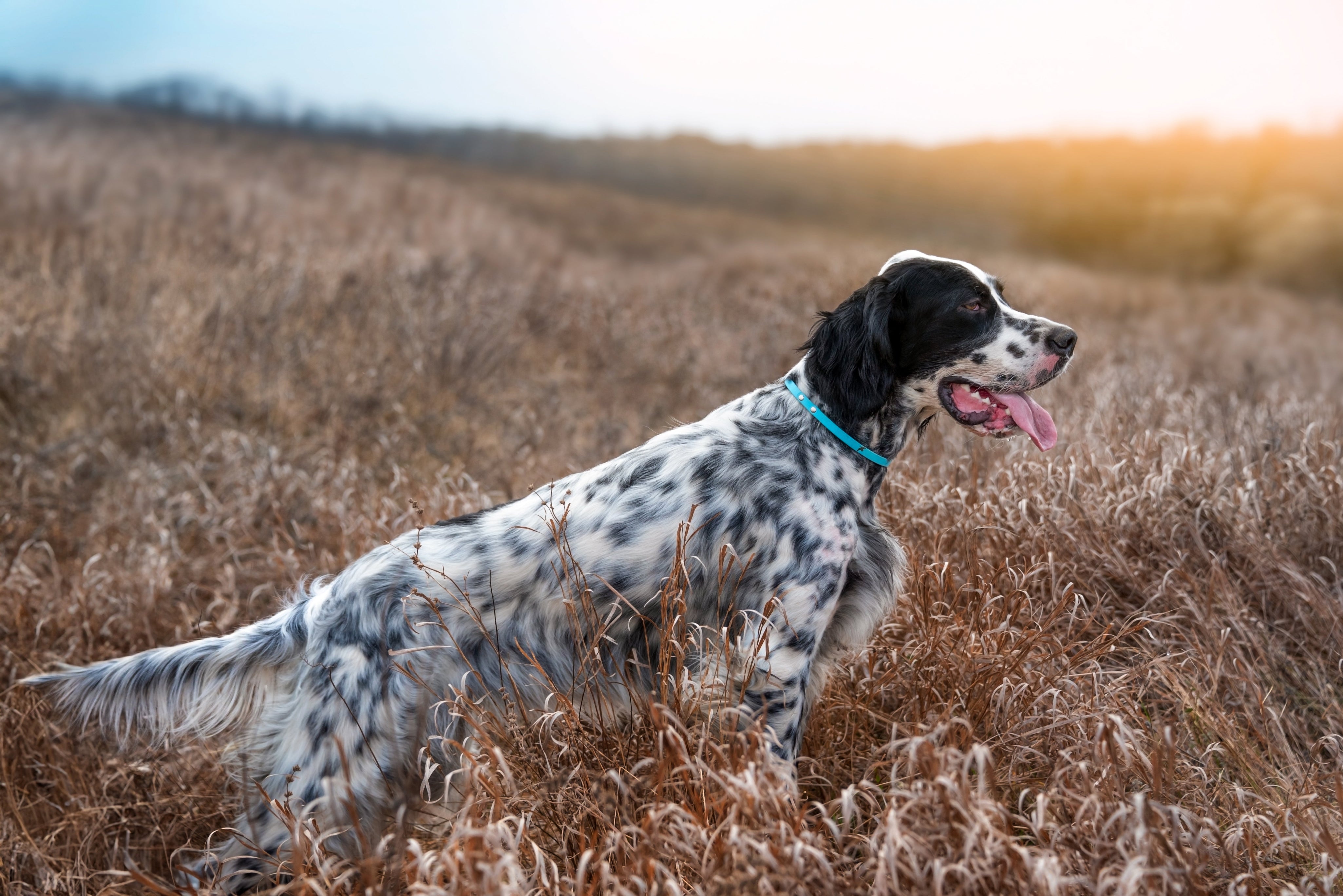 English or Llewellin Setter in field
