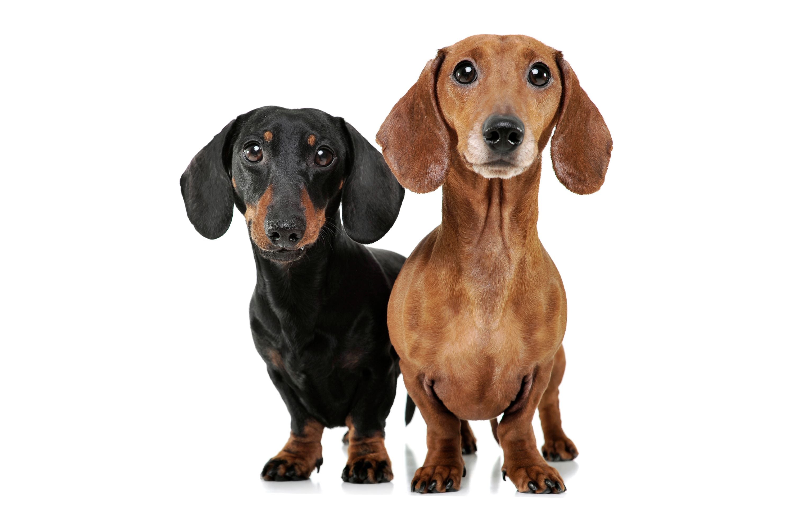 Chondrodystrophy and Intervertebral Disc Disease in dogs