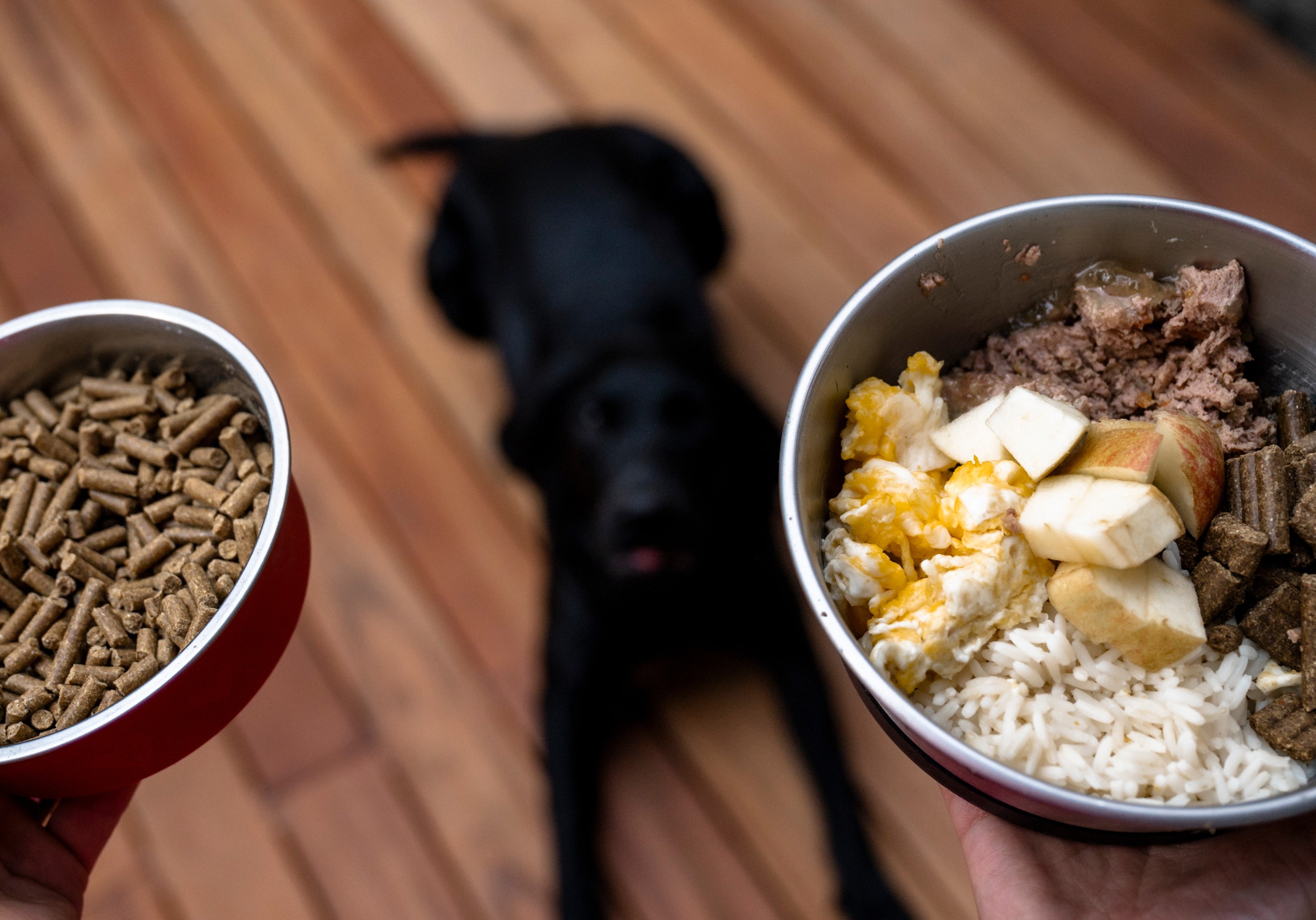 Dog choosing food kibble or homemade diet