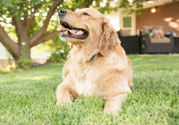 Digging deep into the genetic health of dogs