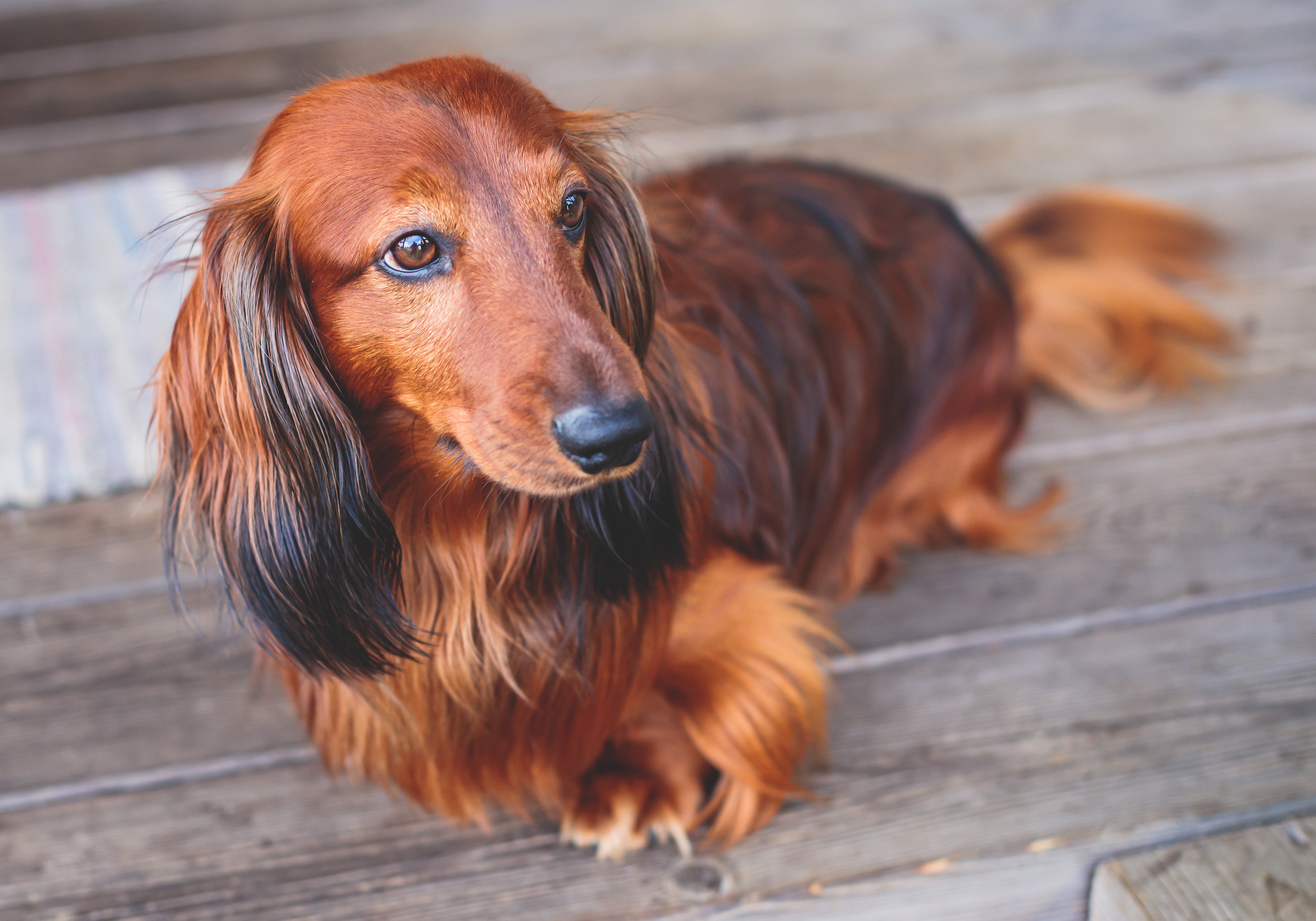 Sable Miniature Longhaired Dachshund