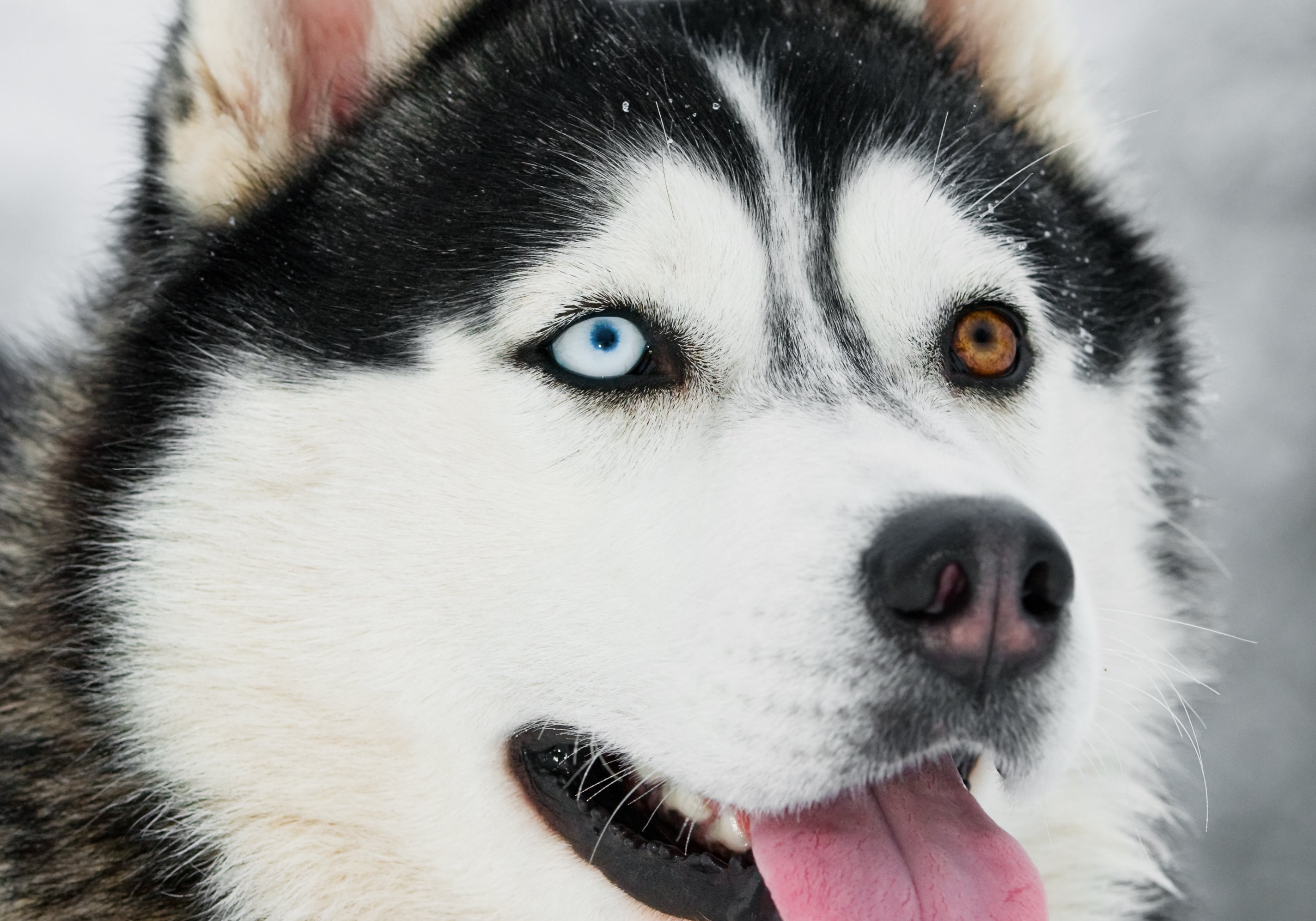 Siberian Husky with two coloured eyes (odd eyes)