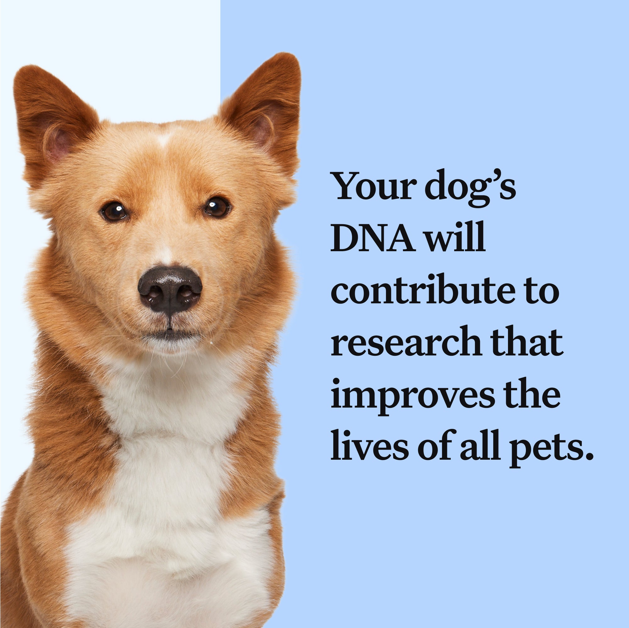 Wisdom Panel™ Essential - Pet Owner Kit