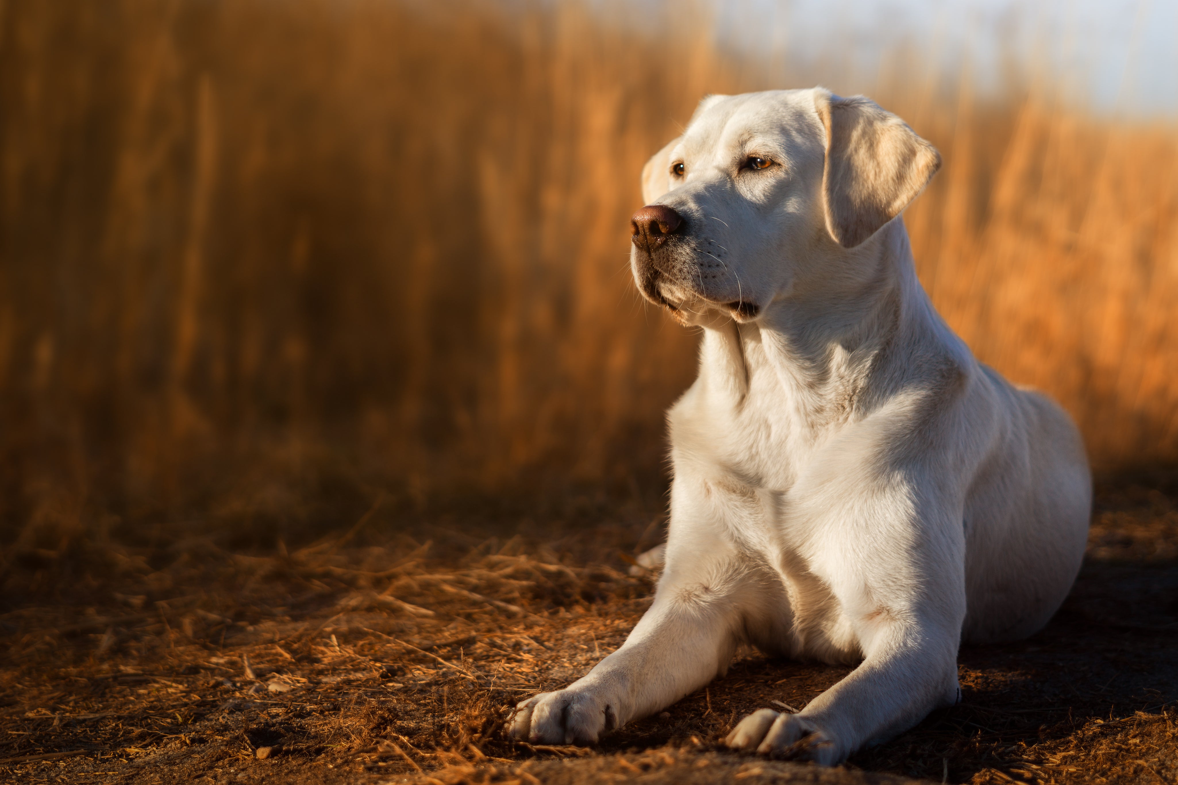 AdobeStock_146161096.jpg
