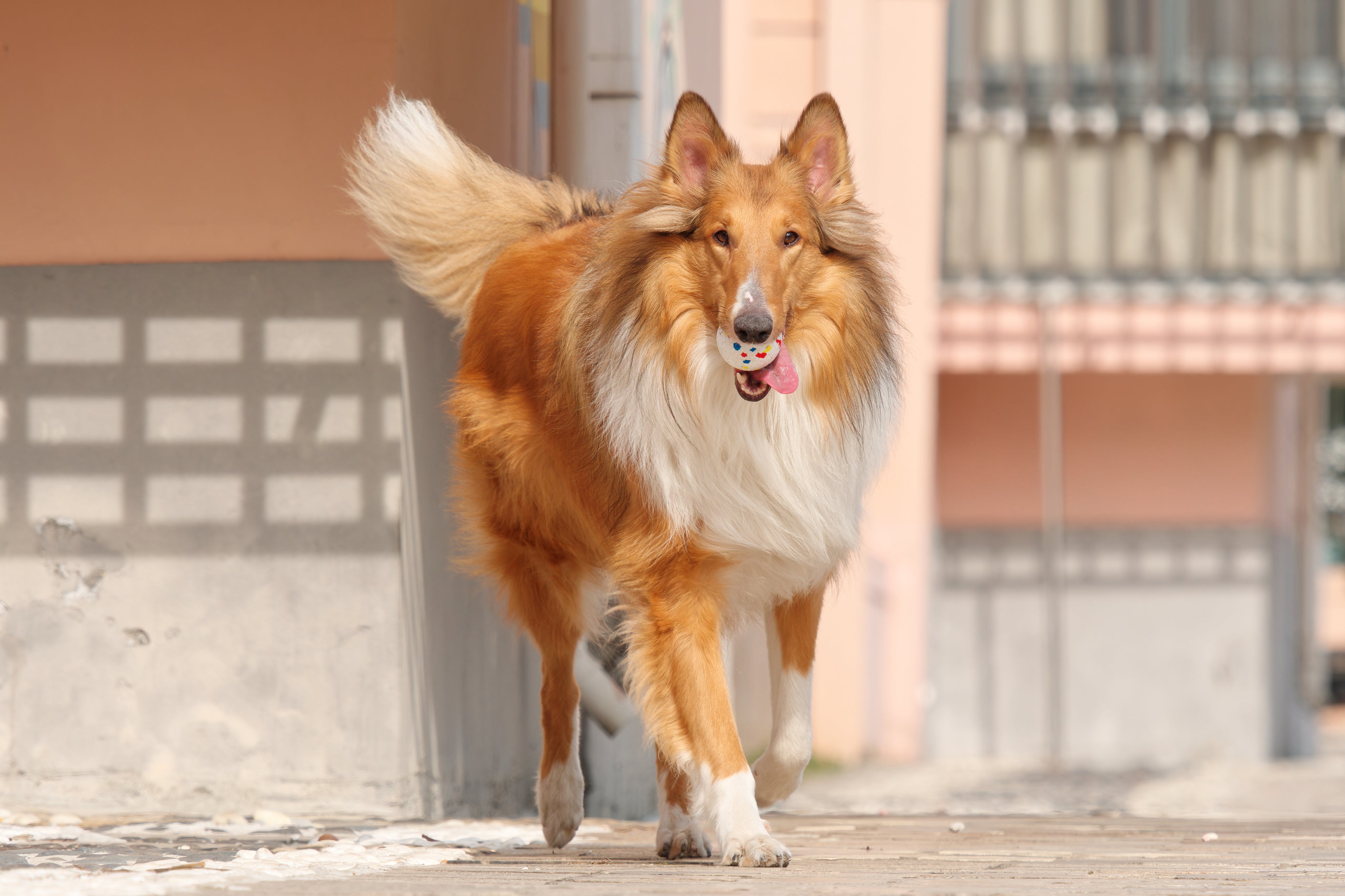 AdobeStock_570455564.jpg