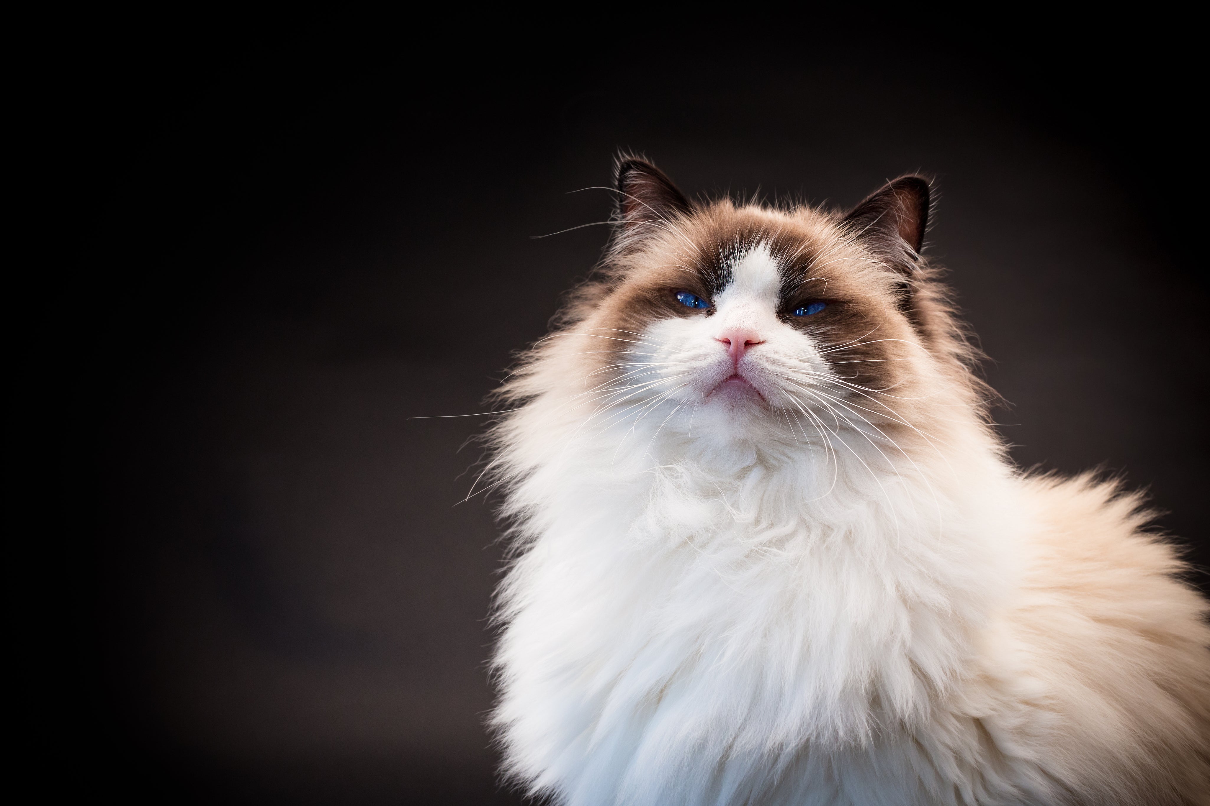 AdobeStock_693415538.jpg