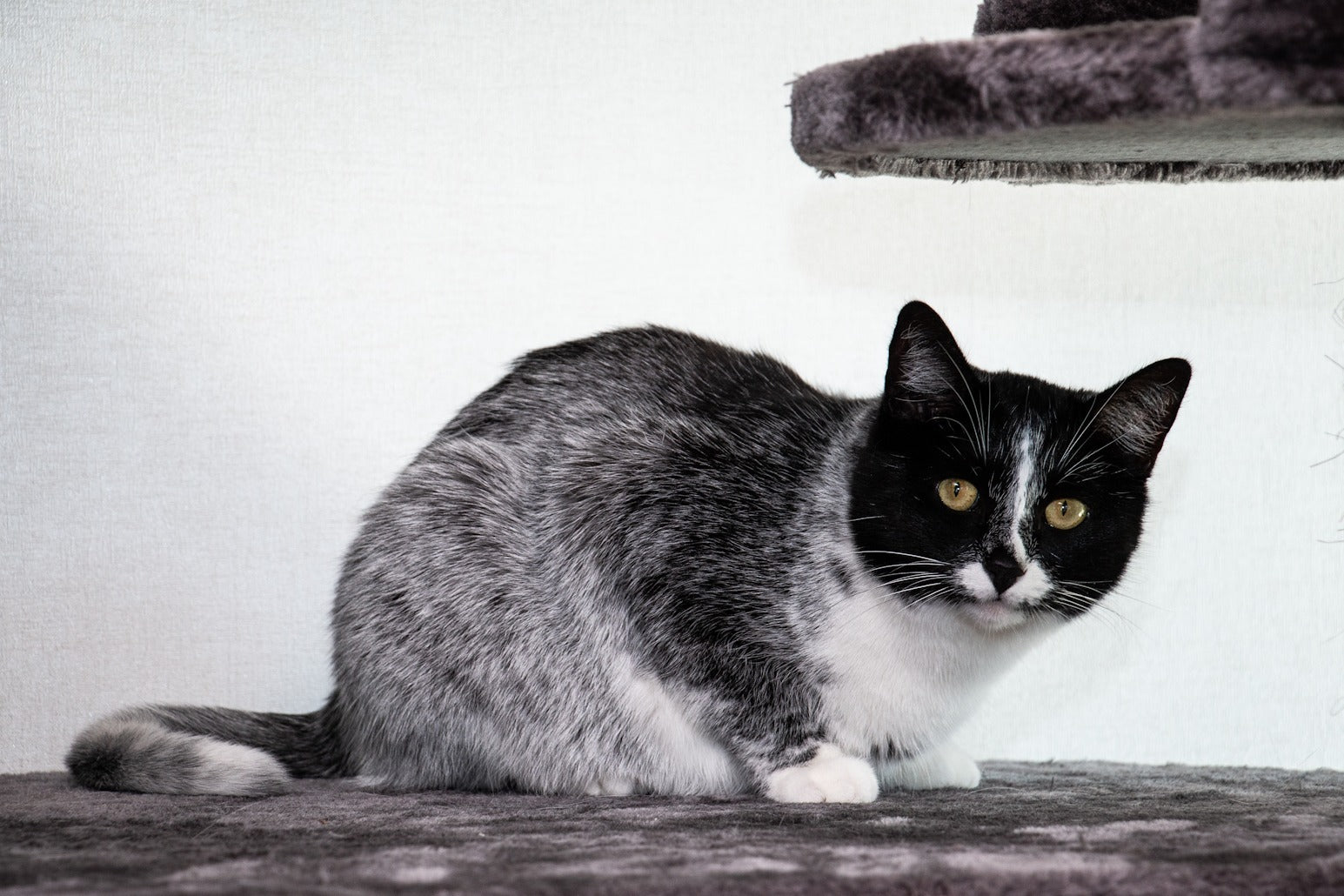 Salmiak_cat.jpg