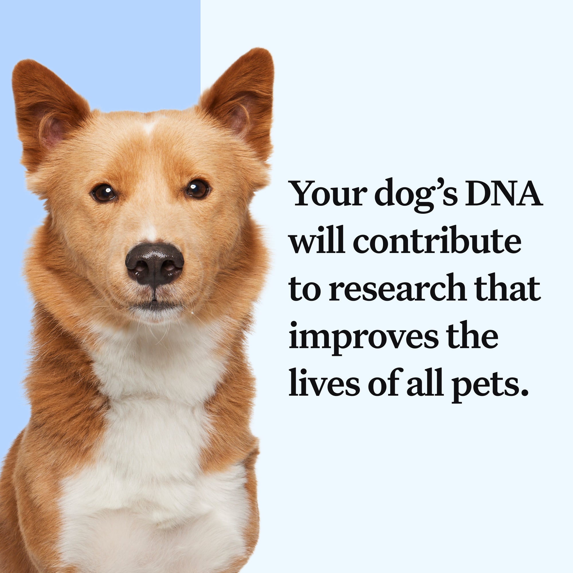 Wisdom Panel™ Breed Discovery - Pet Owner Kit