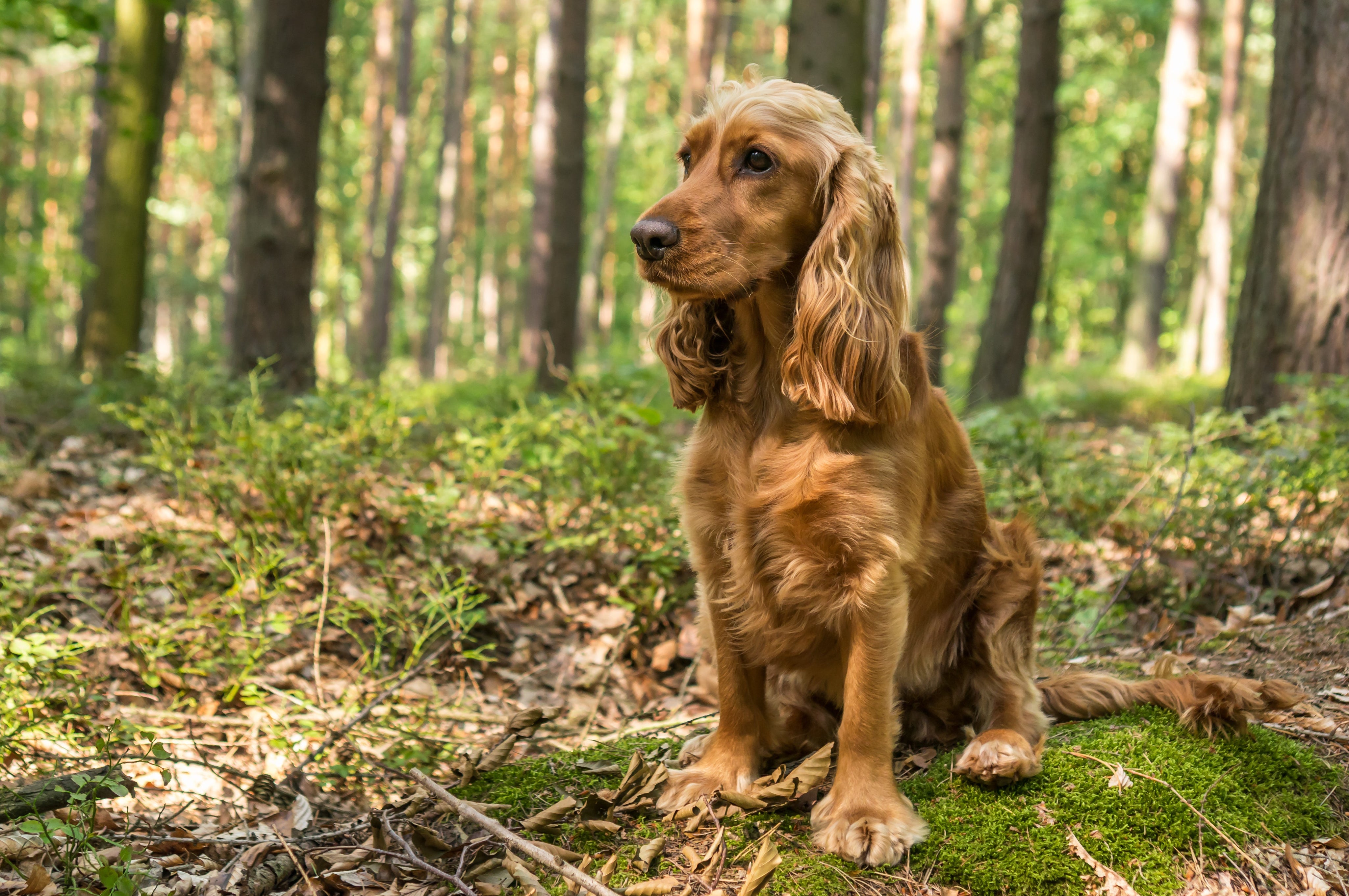 CDDY and Intervertebral Disc Disease in Dogs