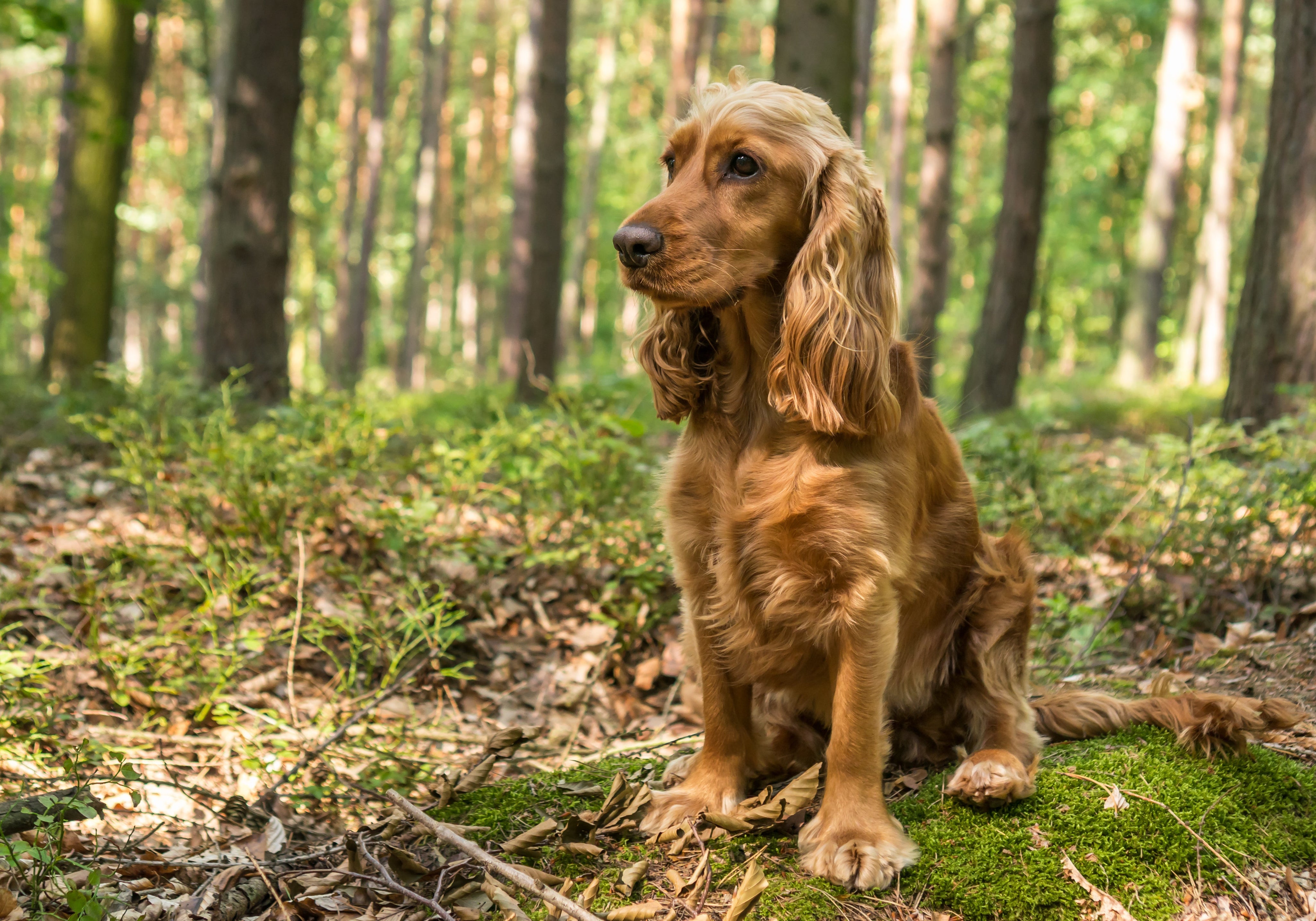 CDDY and Intervertebral Disc Disease in Dogs