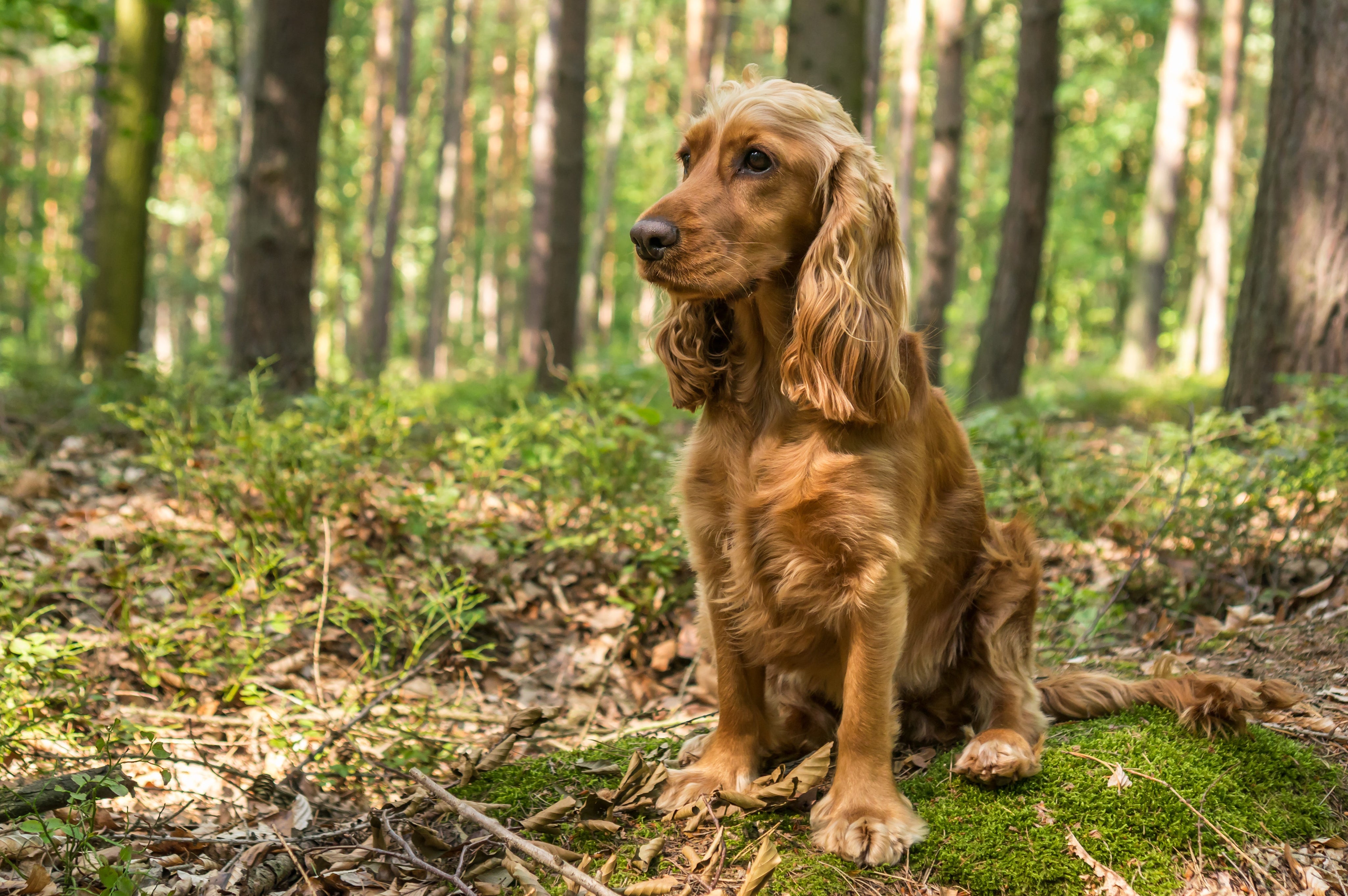 CDDY and Intervertebral Disc Disease in Dogs