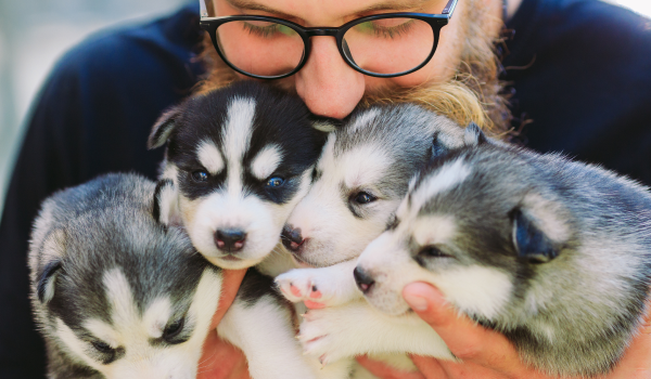 Litter of puppies demonstrating coefficient of inbreeding concept