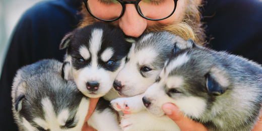 Litter of puppies demonstrating coefficient of inbreeding concept