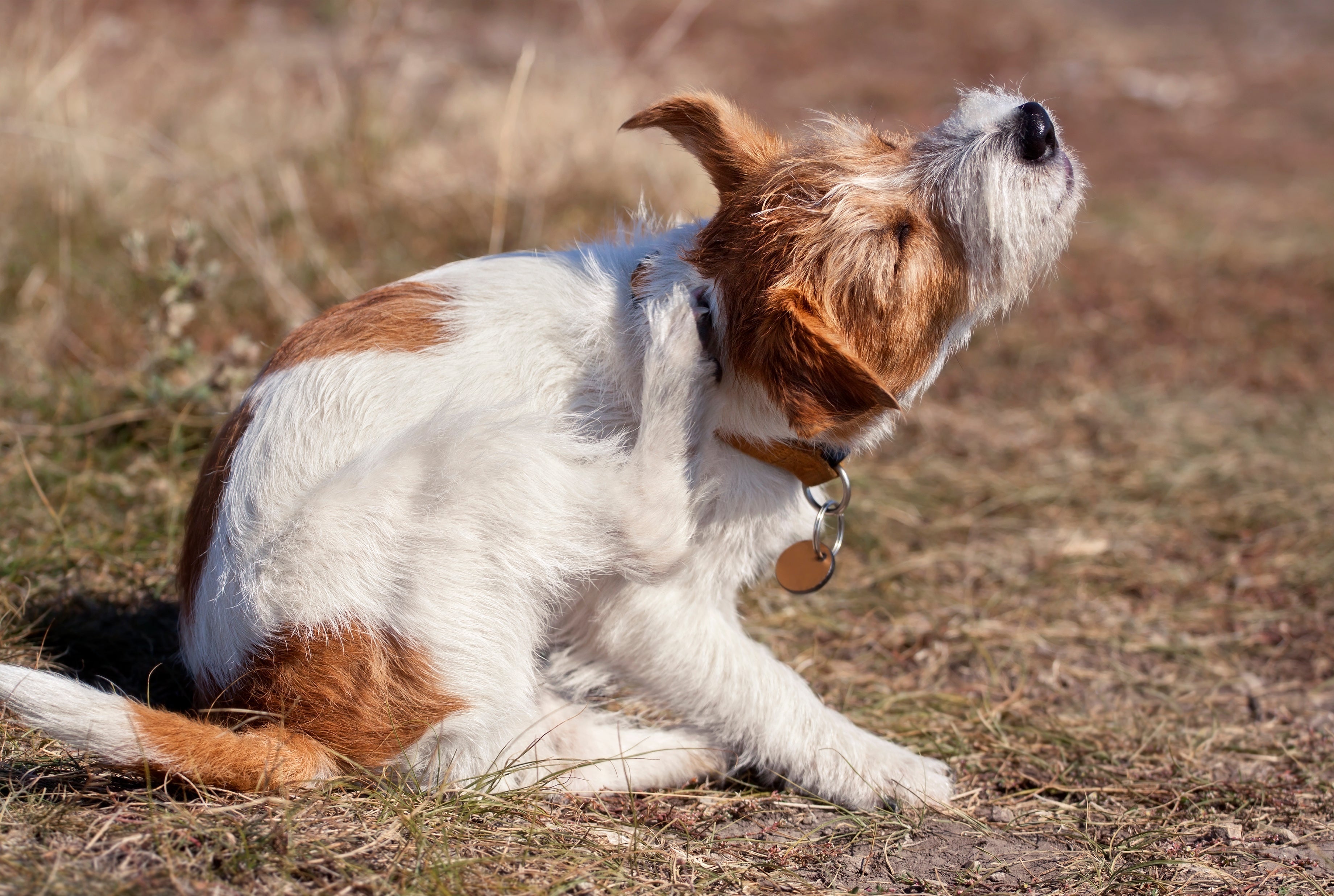 Russell terrier itching