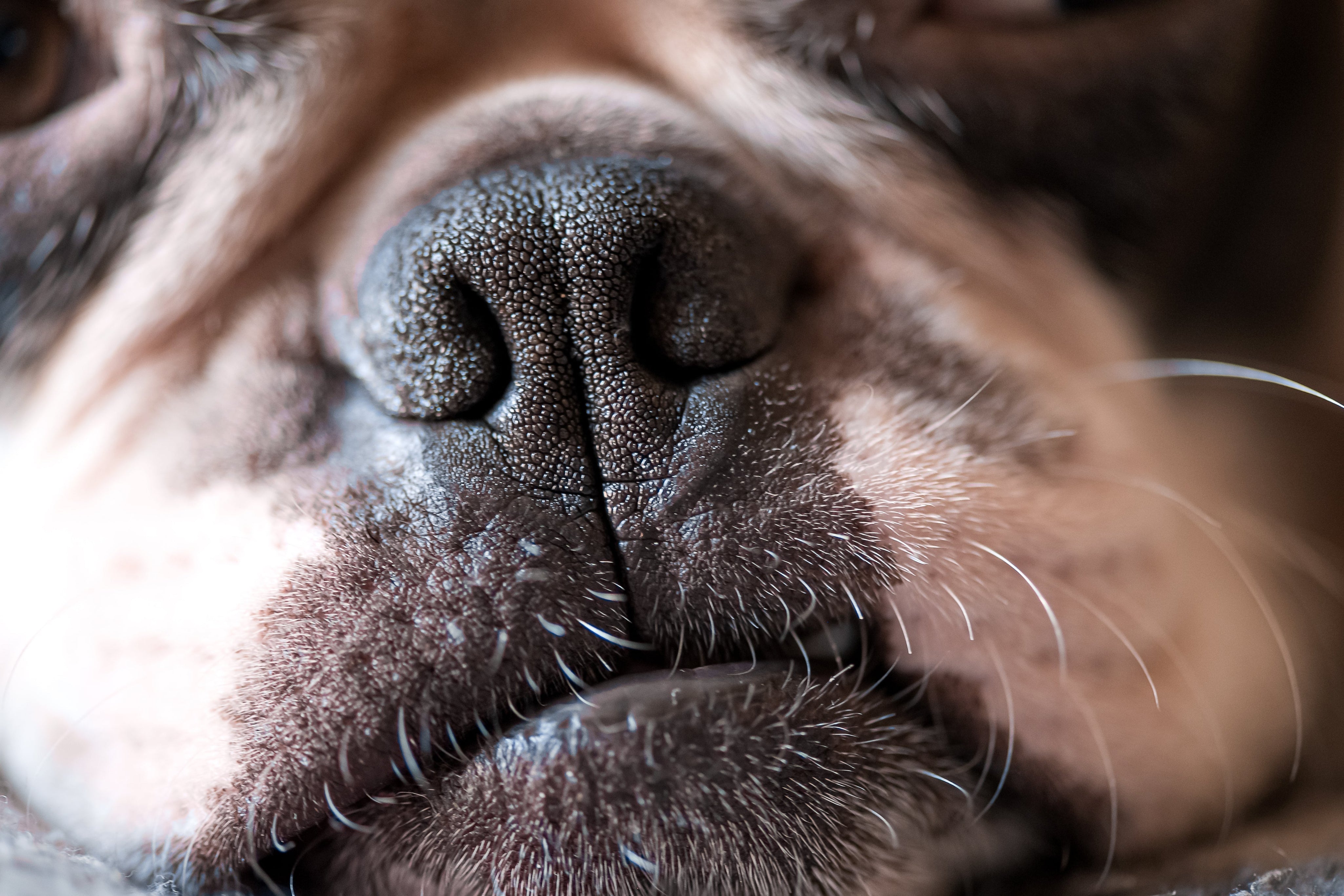 Boston terrier nose close-up