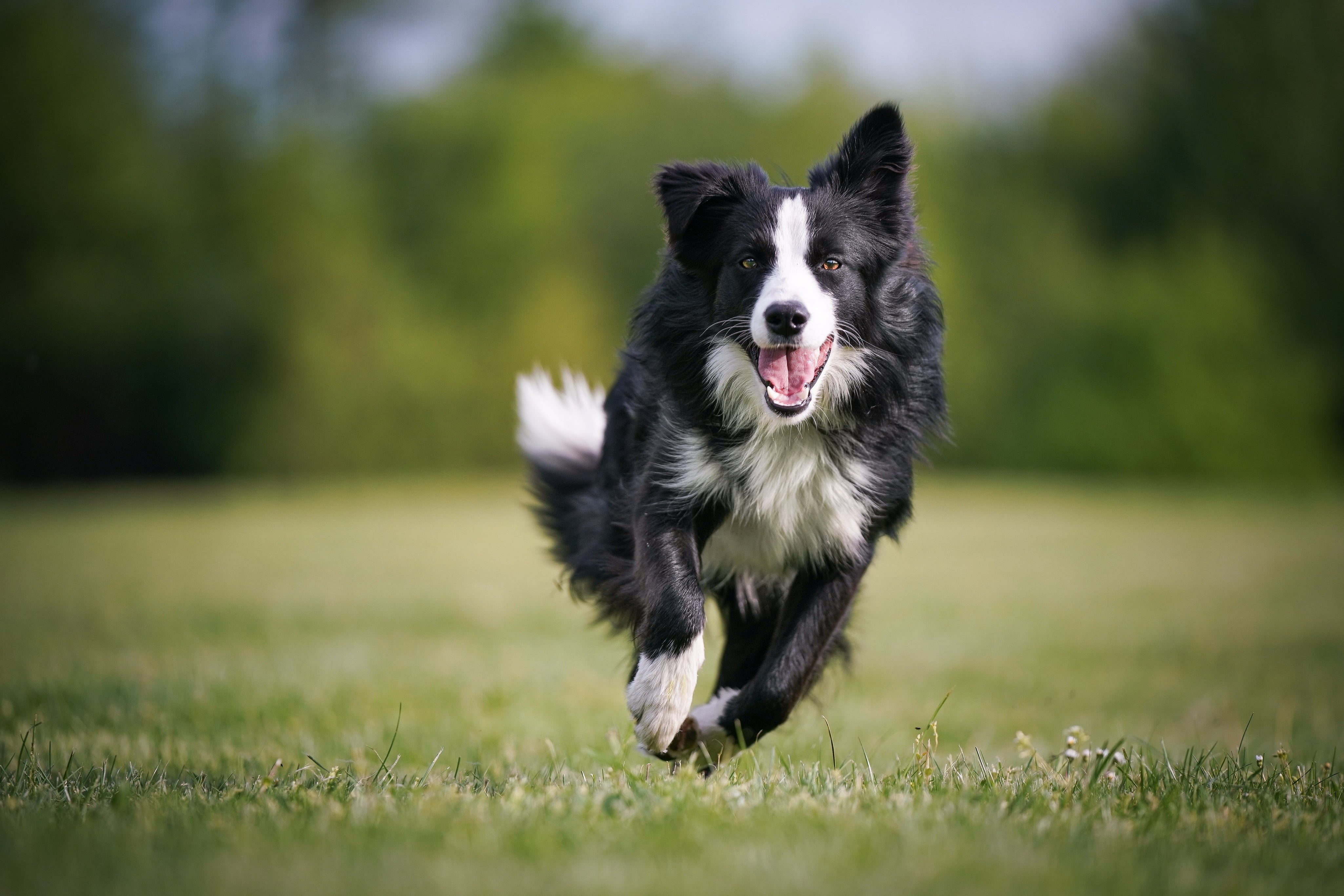 Border Collie Health Testing: A Comprehensive Guide
