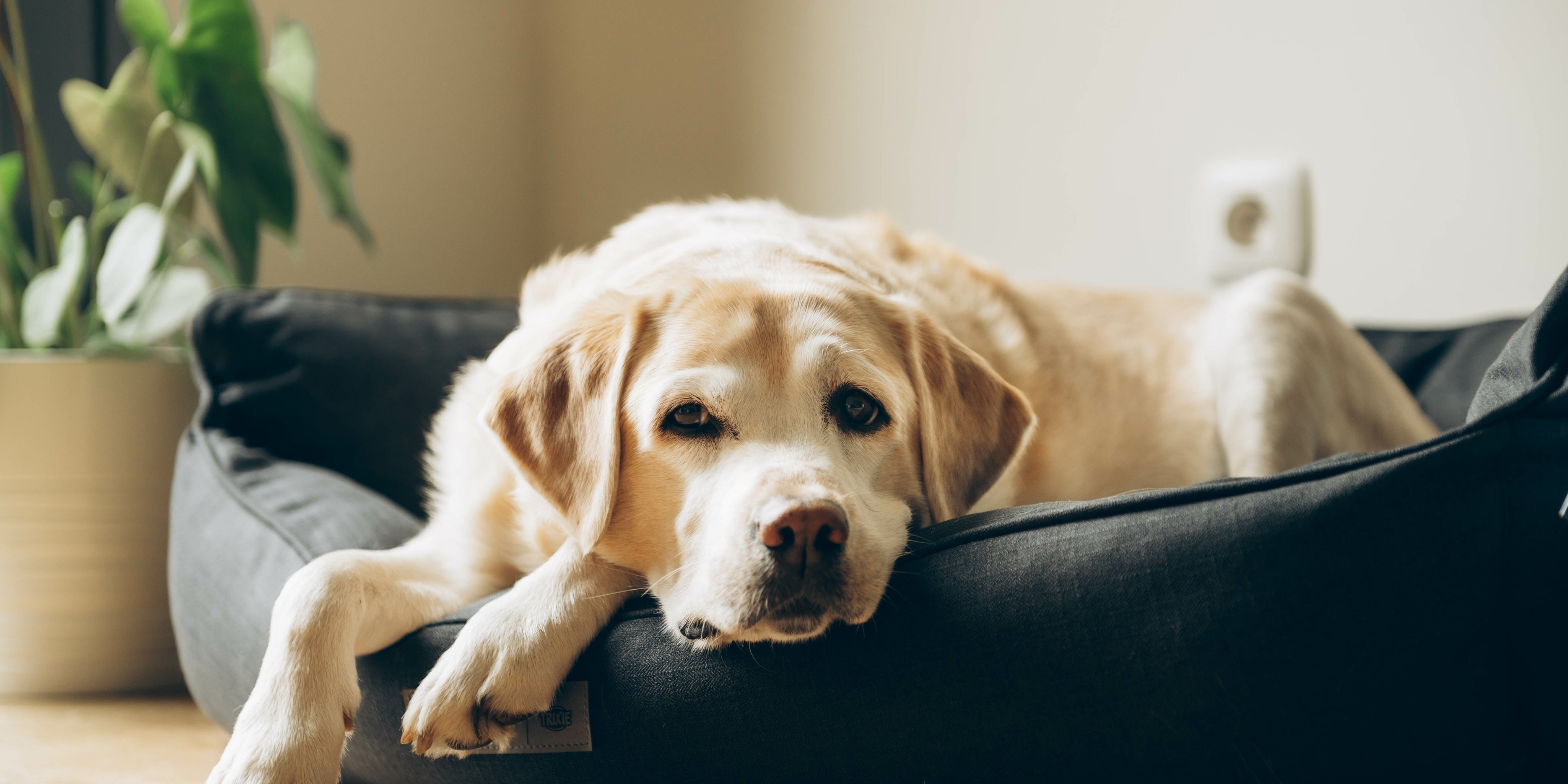 Old Labrador in dog bed