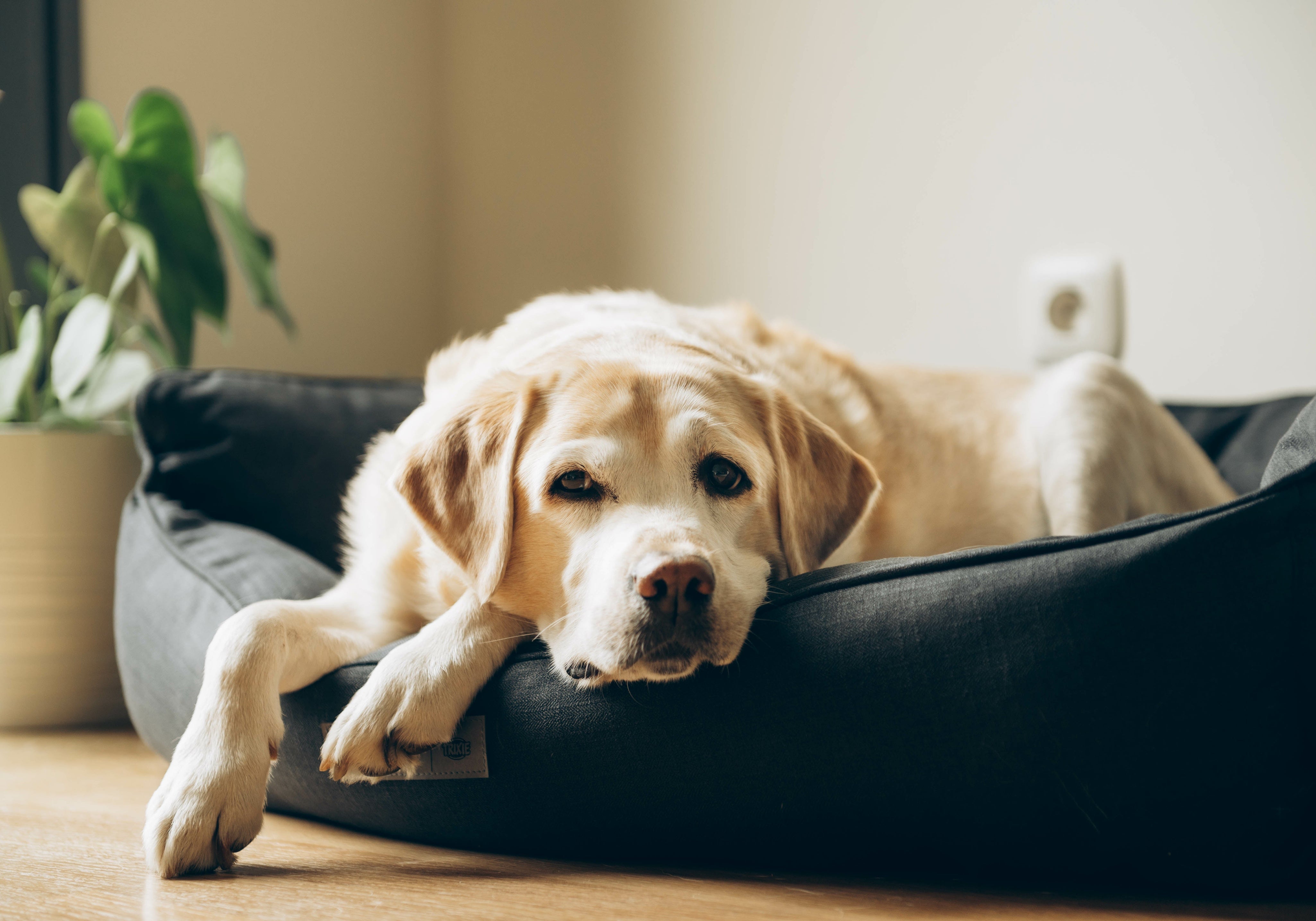 Old Labrador in dog bed