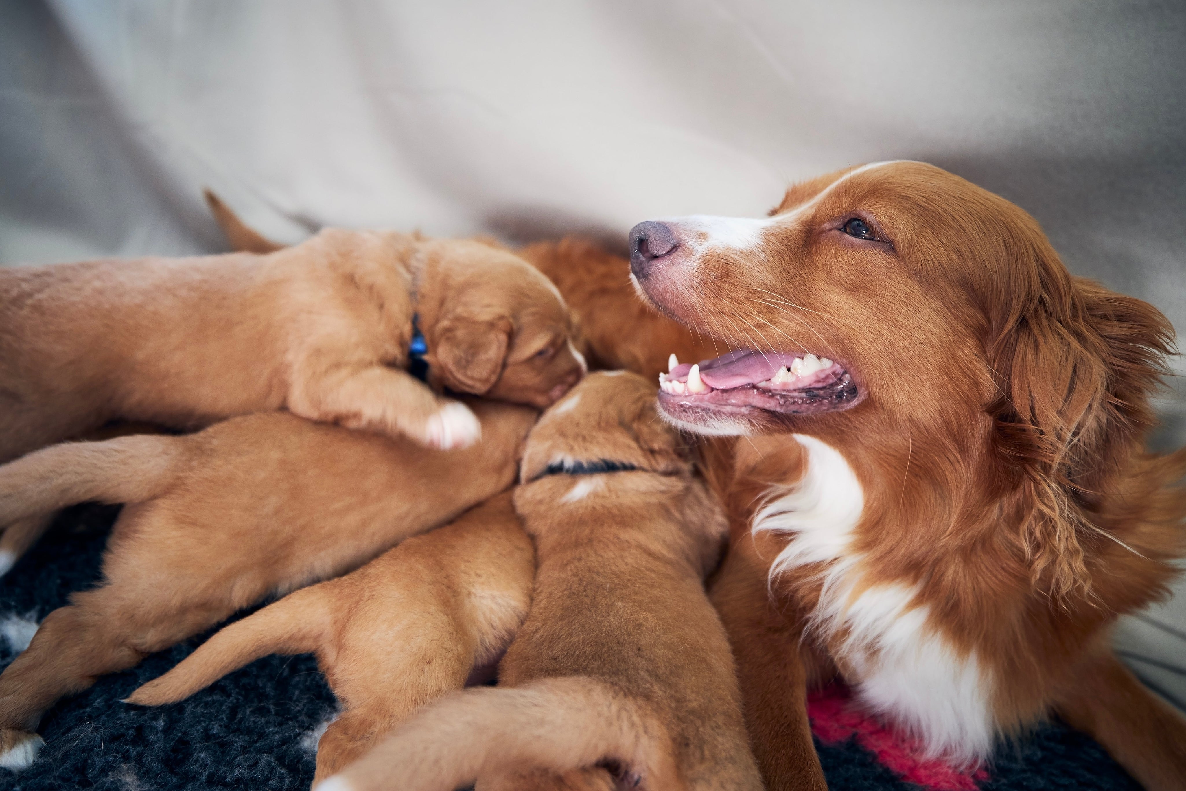Nova Scotia Duck Tolling Retriever and puppies