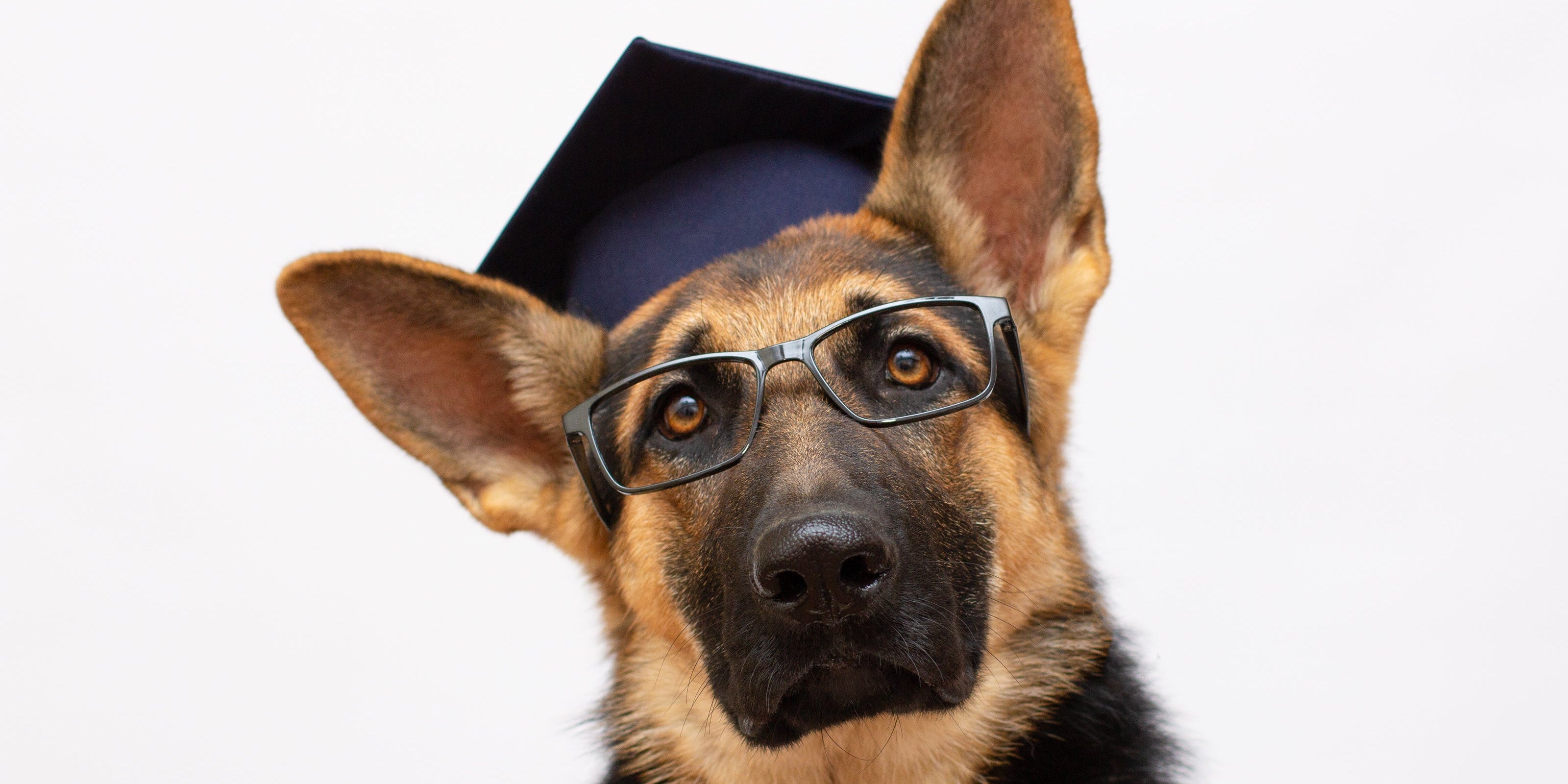 German shepherd dog wearing college graduate hat