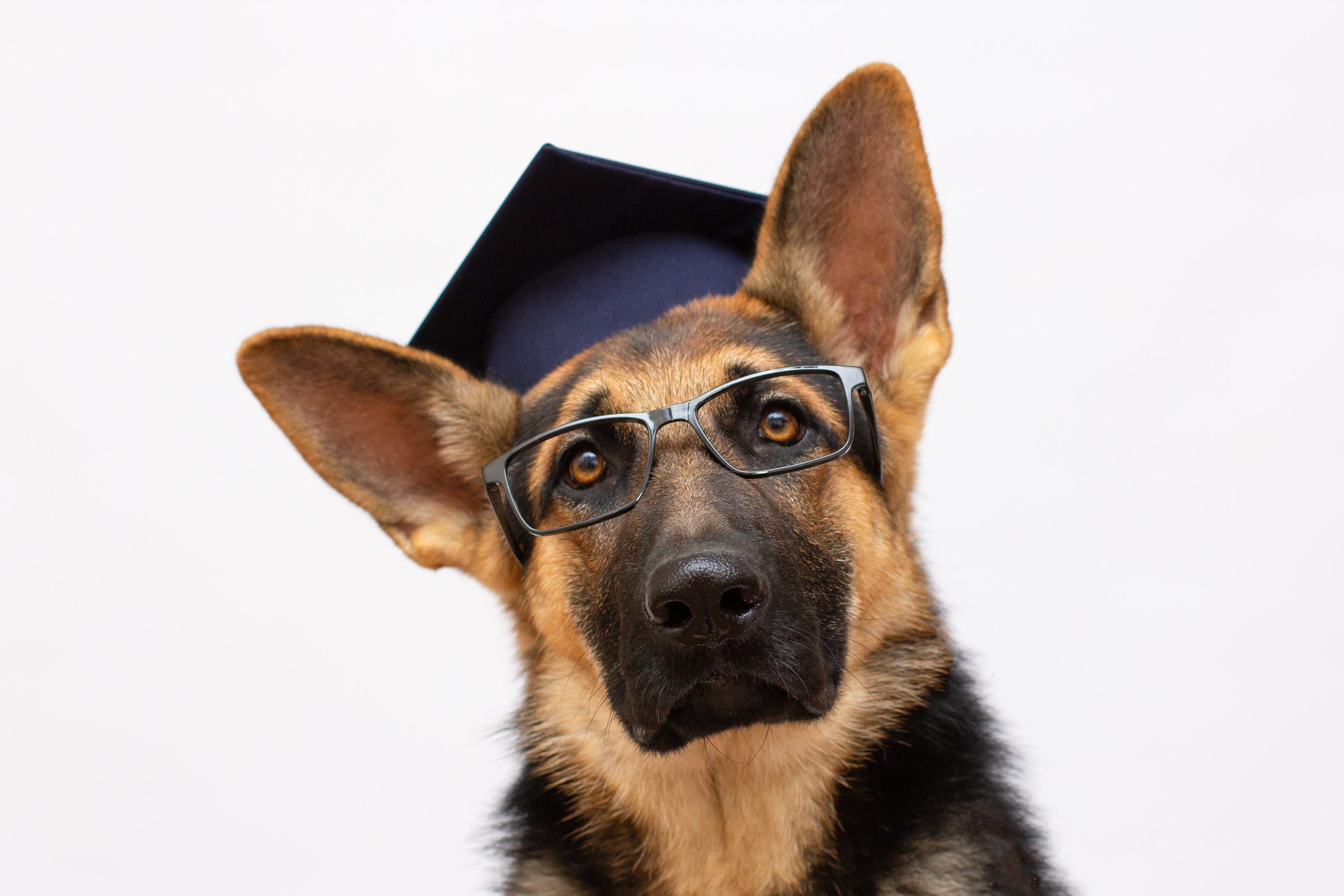 German shepherd dog wearing college graduate hat