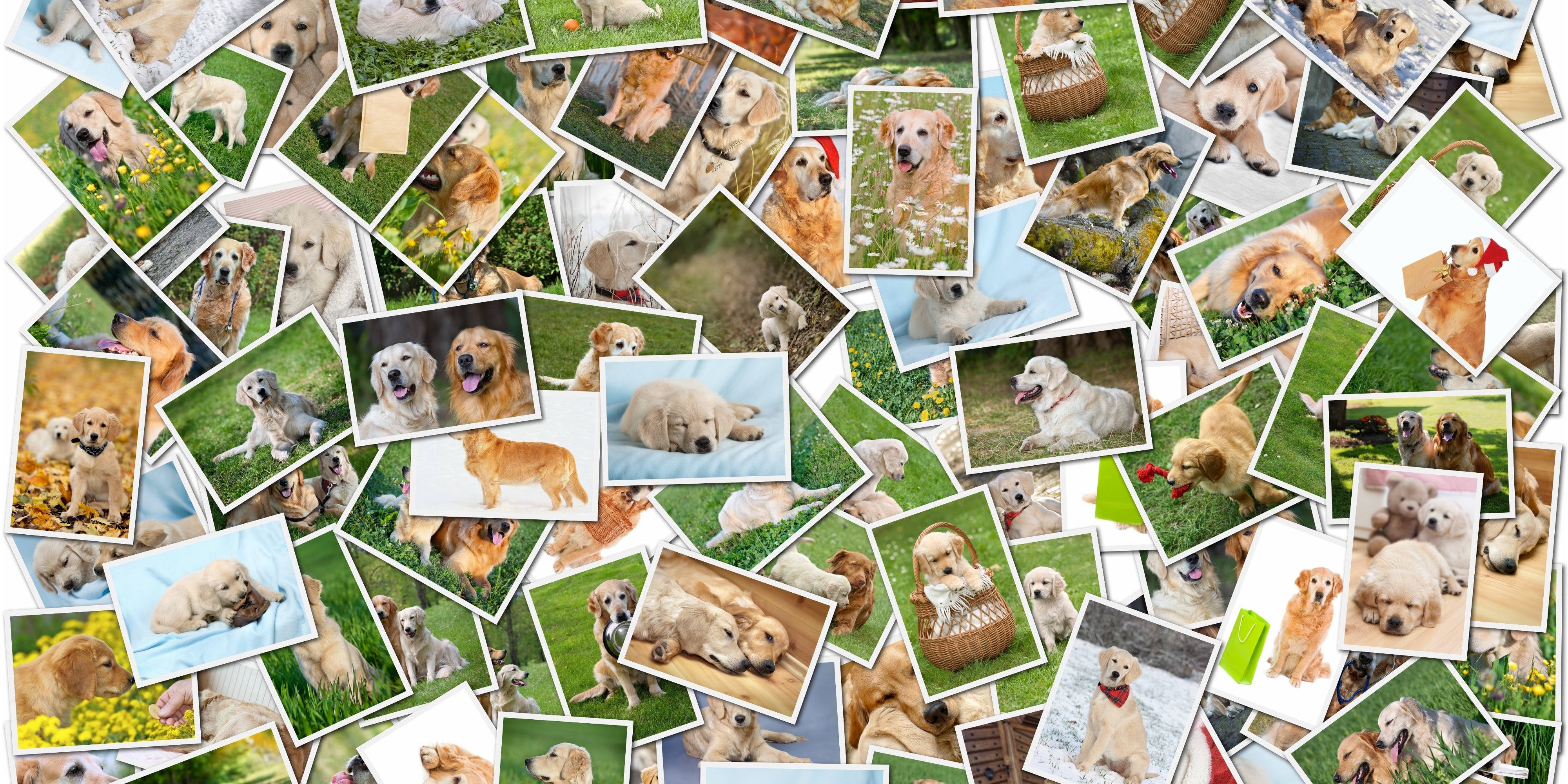 Golden retriever photograph collage