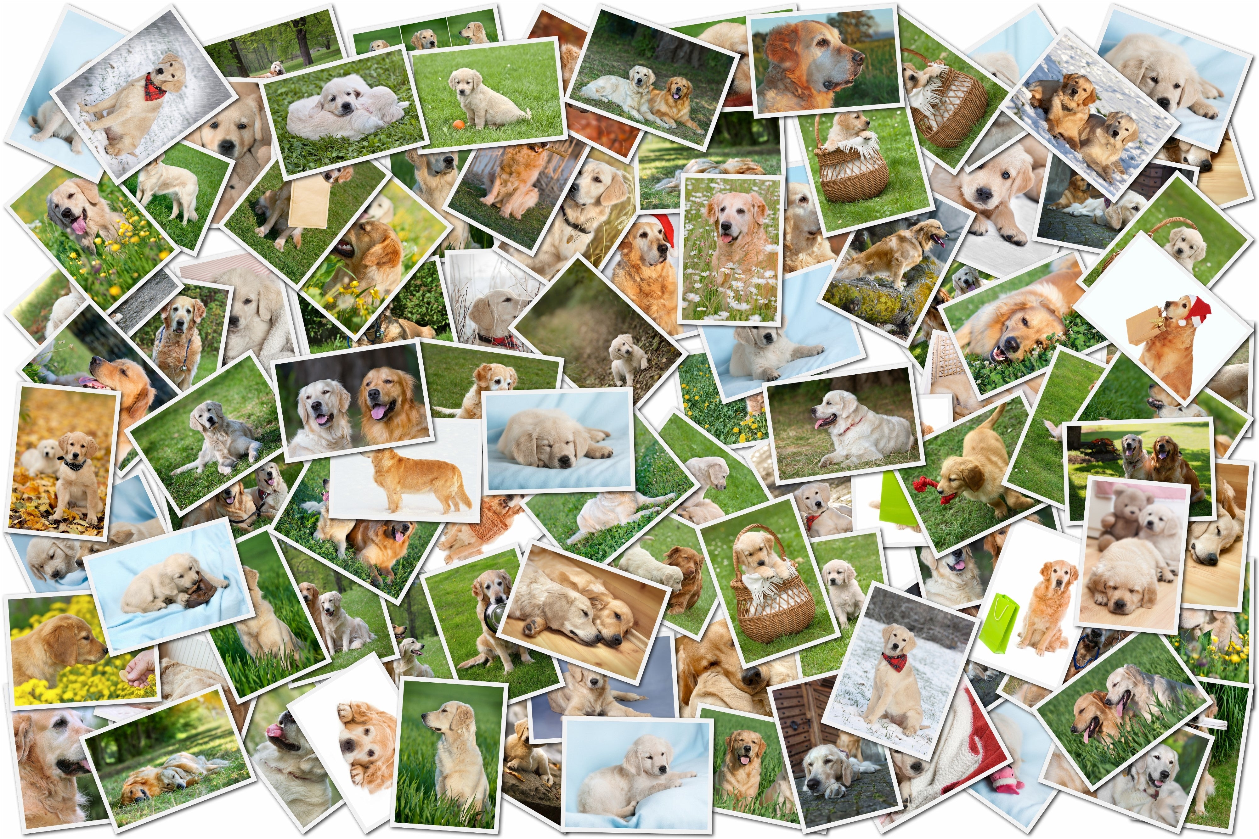 Golden retriever photograph collage