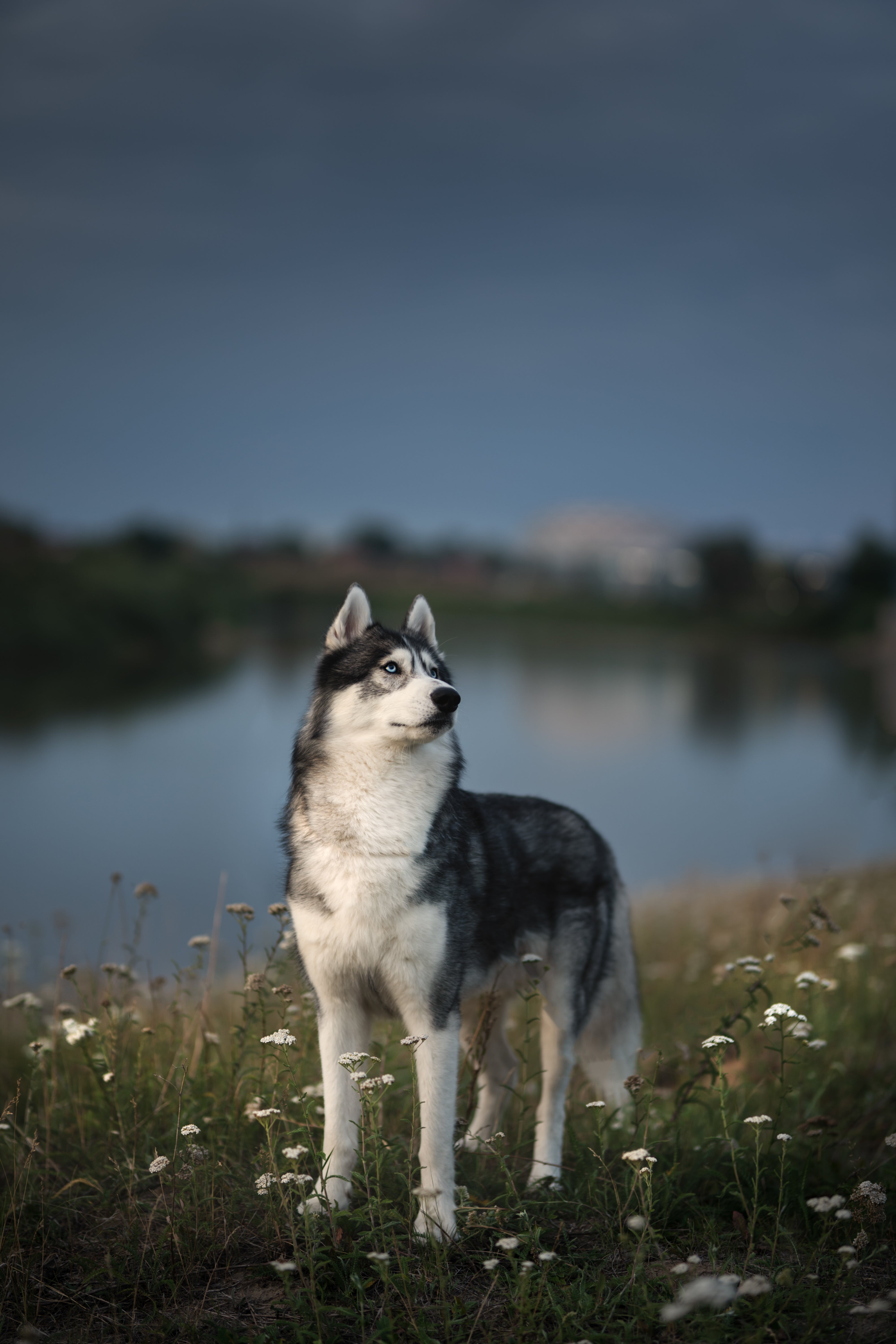 Hereditary Cataracts Discovery in Northern Dog Breeds – MyDogDNA