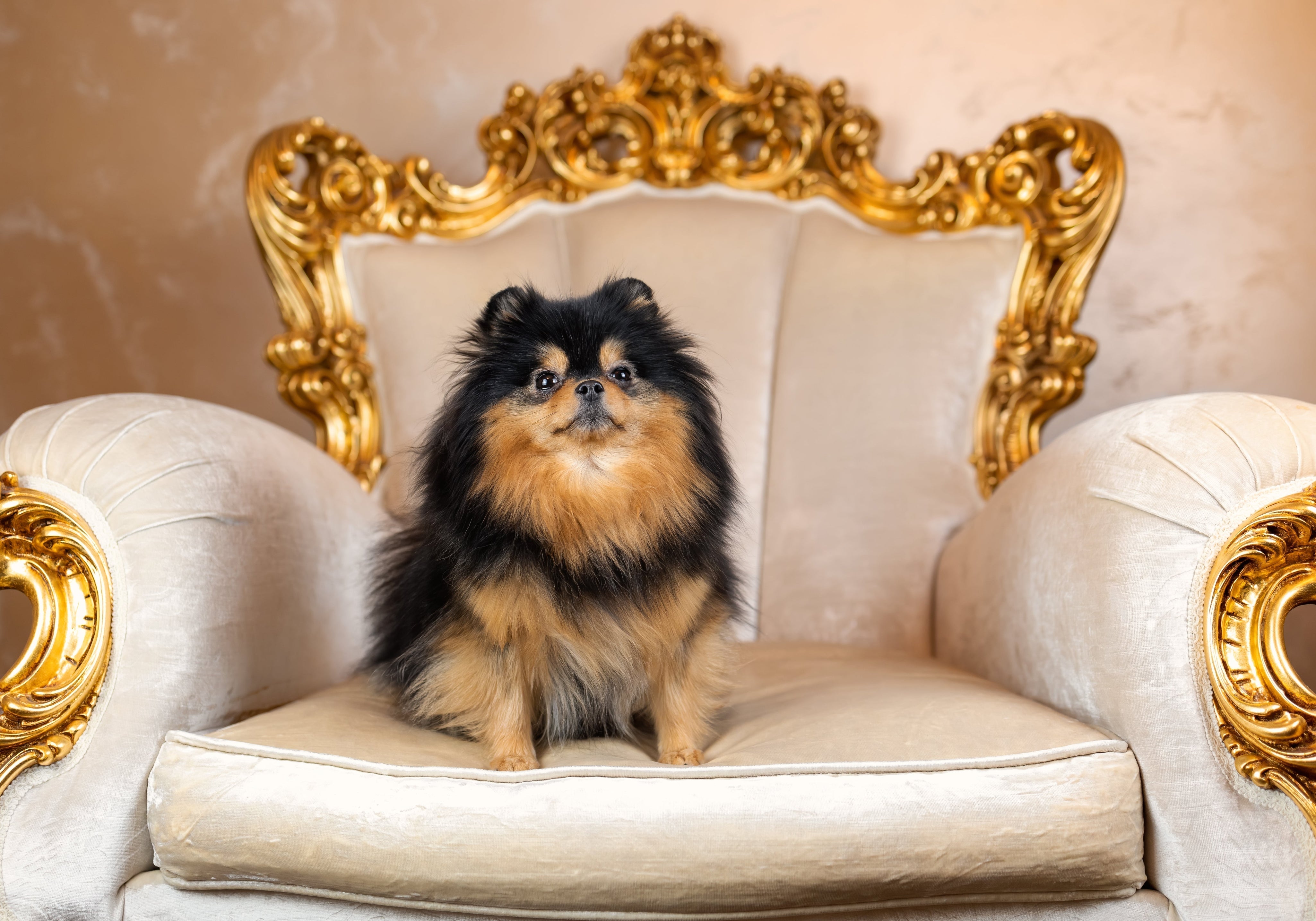 Pomeranian sitting in a fancy gold trim chair