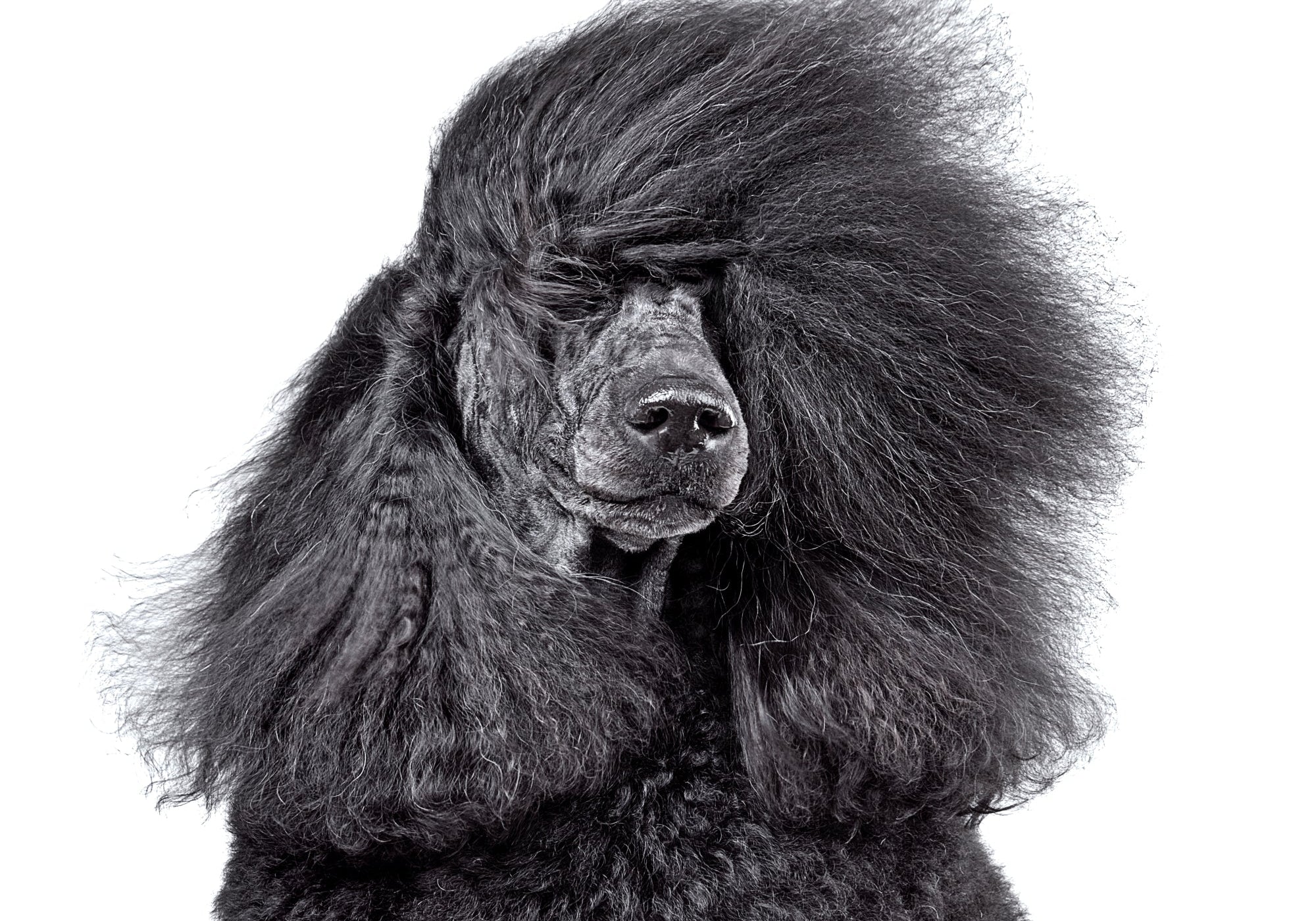 Black standard Poodle with blowing fur