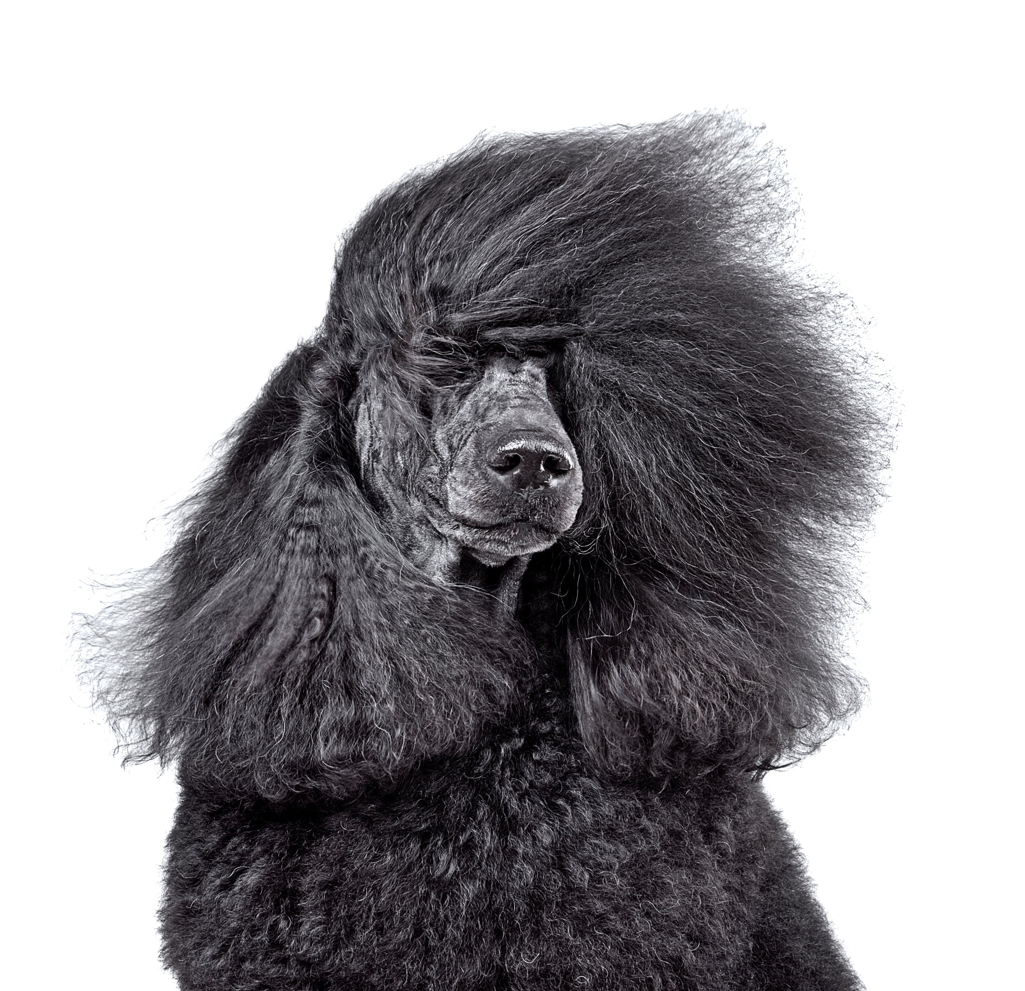 Black standard Poodle with blowing fur