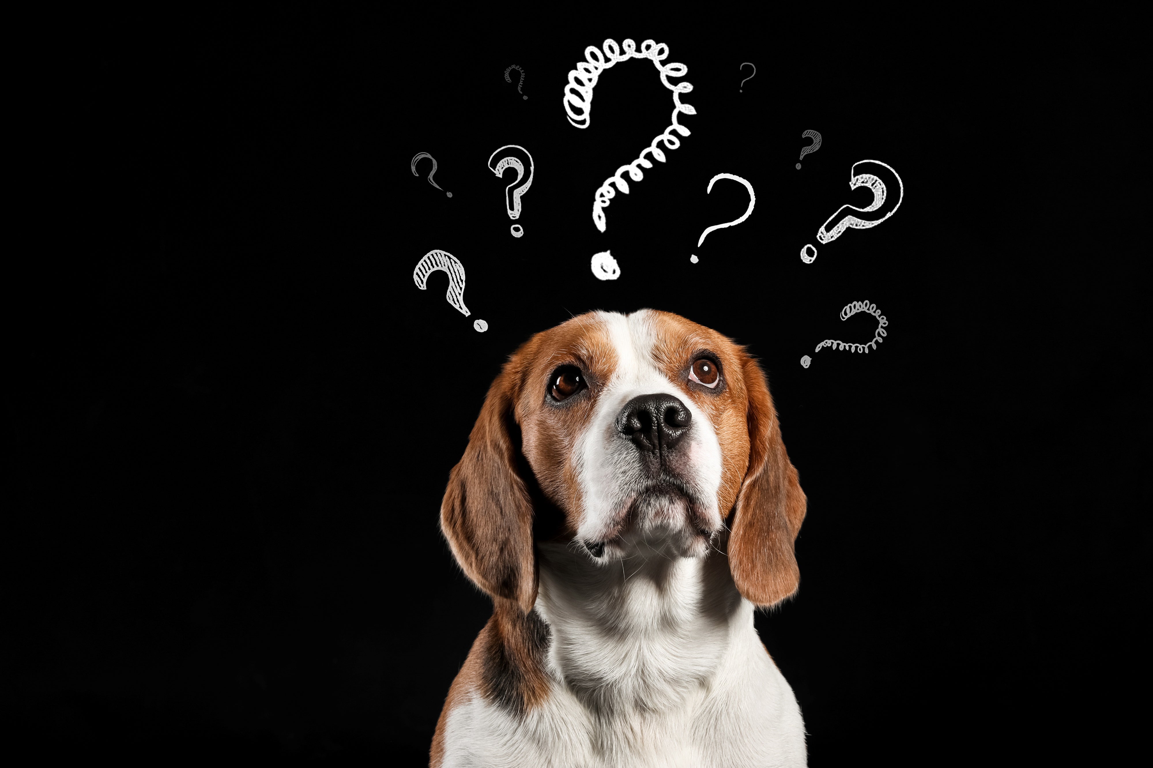 Beagle considering many questions