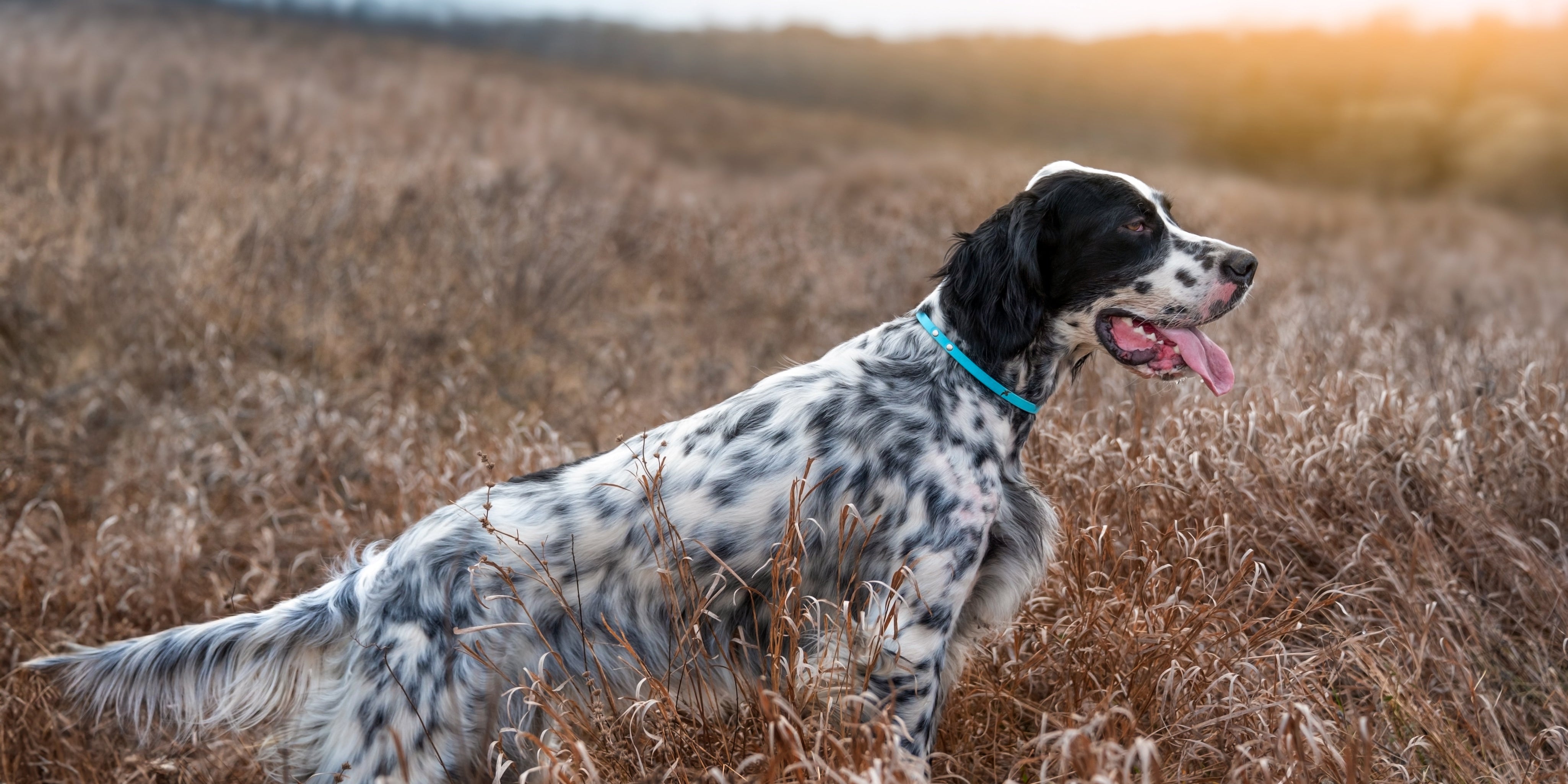 English or Llewellin Setter in field 