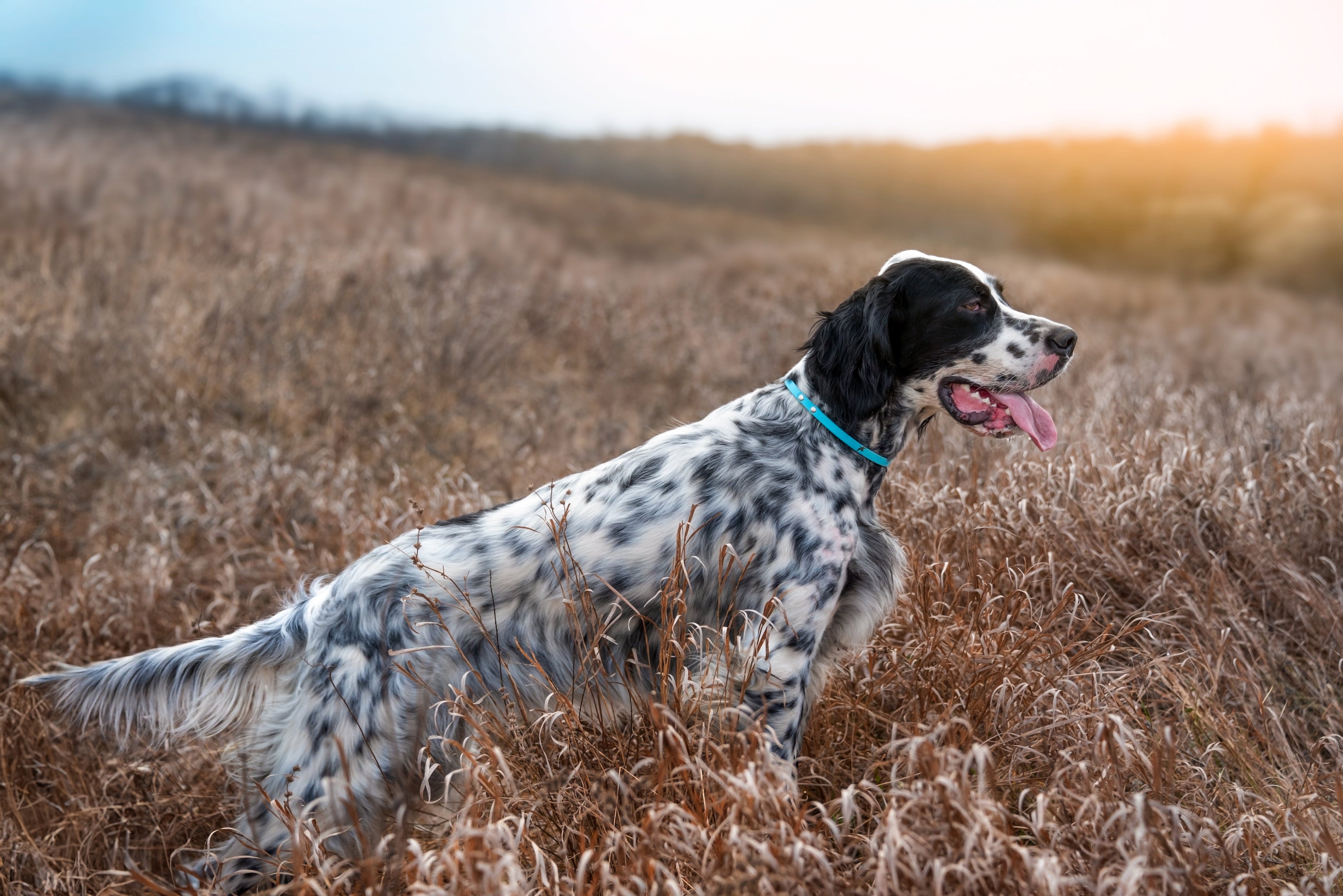 English or Llewellin Setter in field 