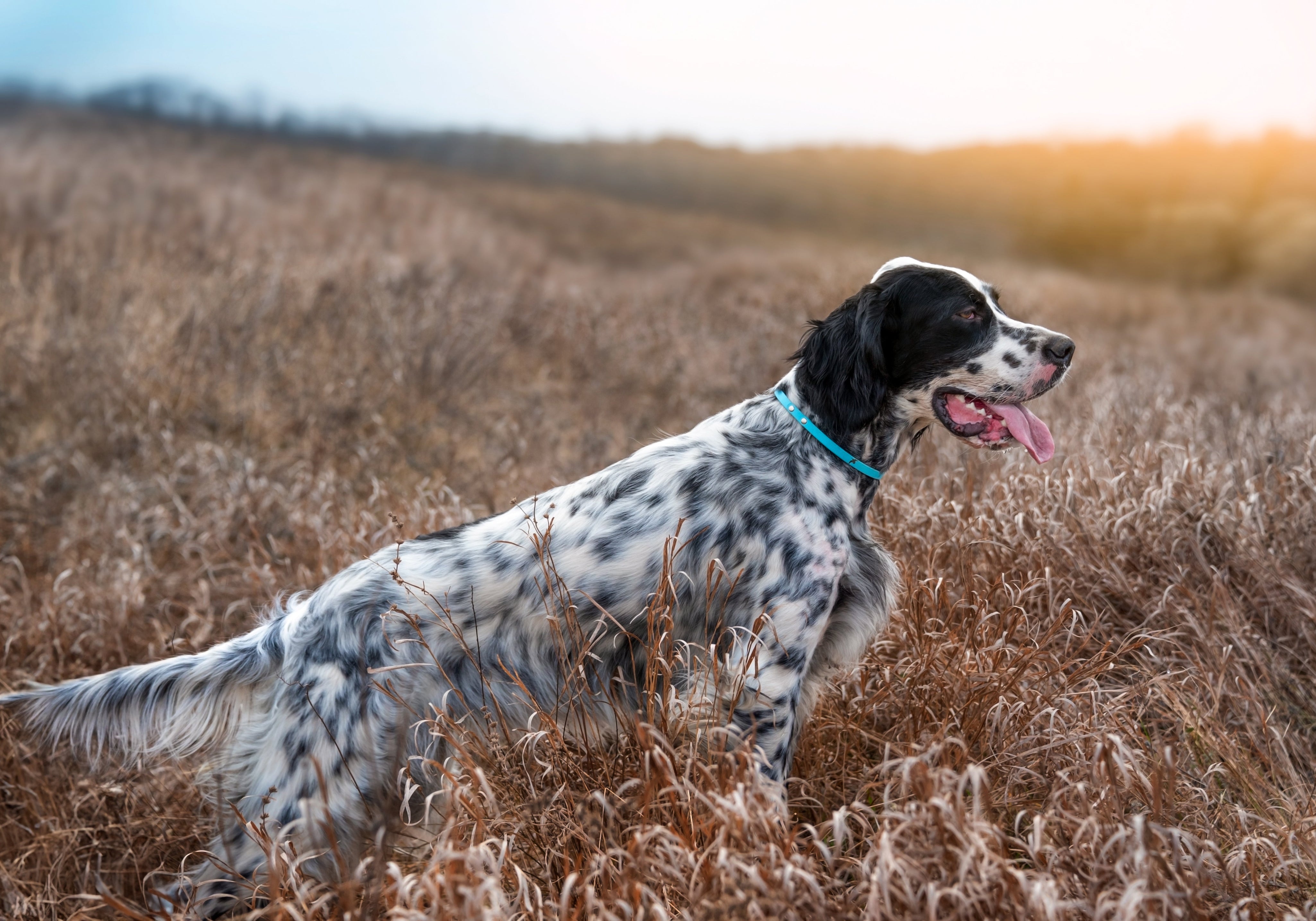 English or Llewellin Setter in field 