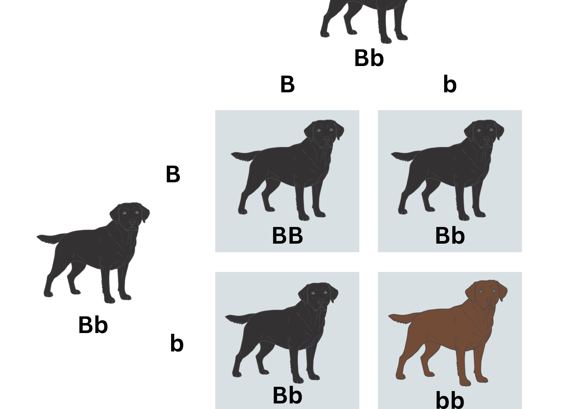 The History of Classic vs. Modern Alleles