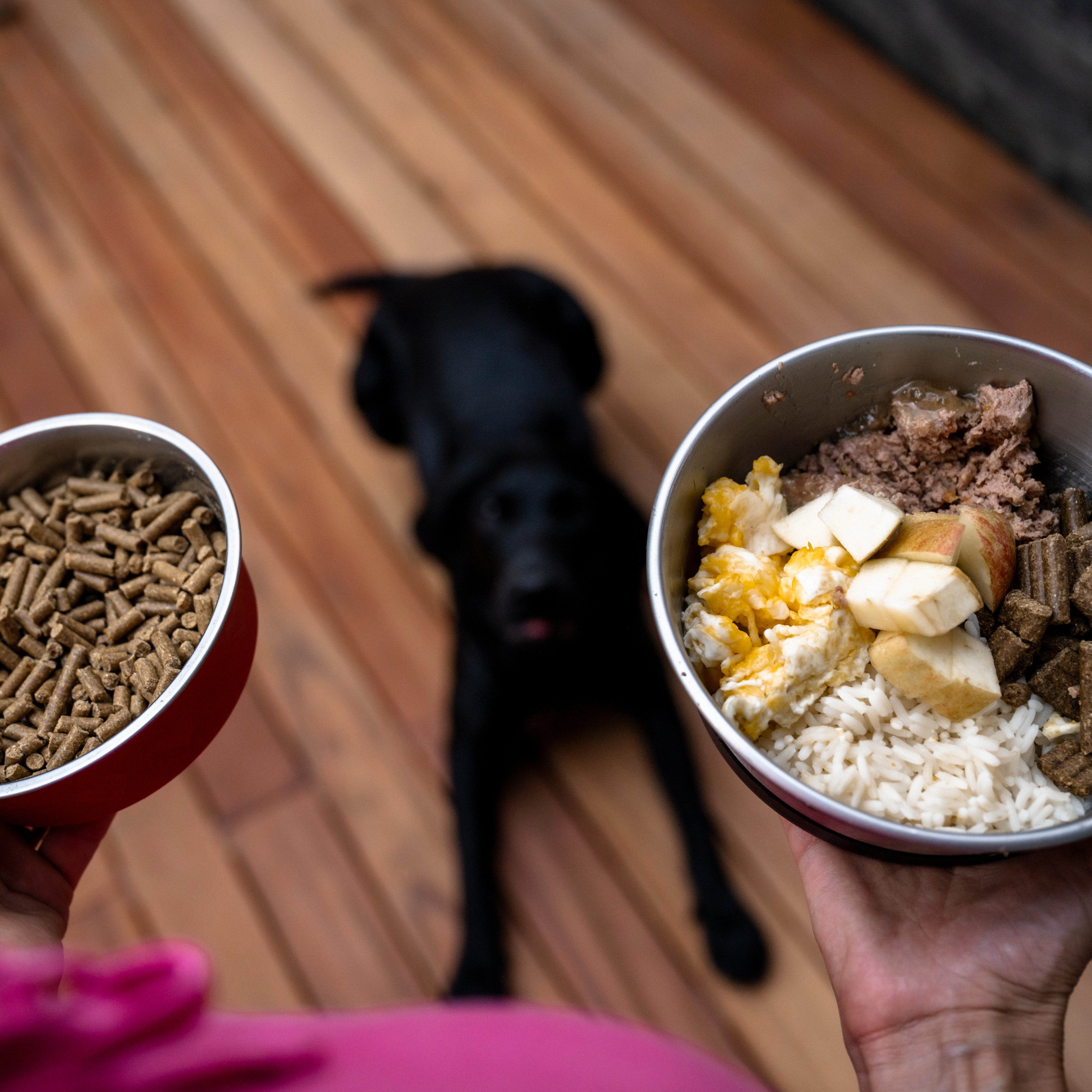 Dog choosing food kibble or homemade diet