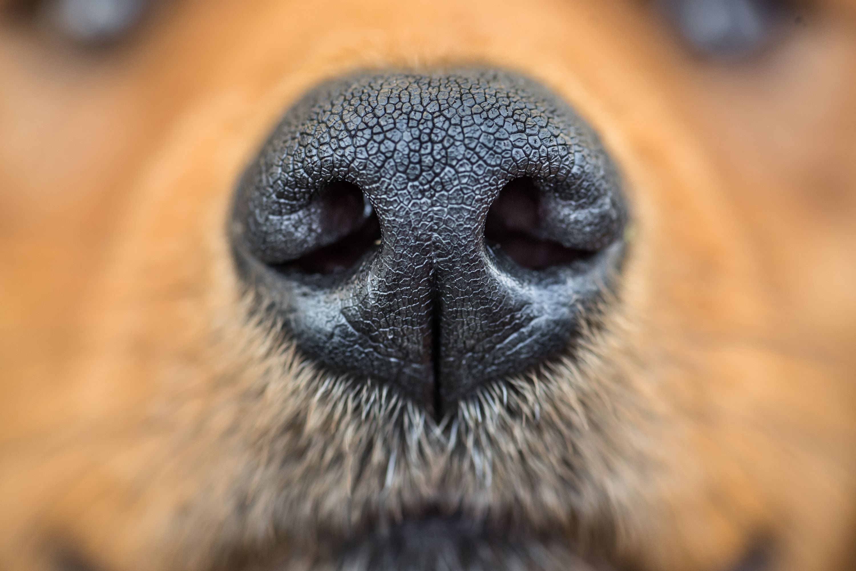 What Canine DNA Profiling Offers for Your Kennel