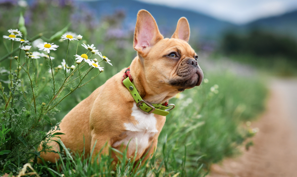 New research - and a new genetic test - for canine atopic dermatitis