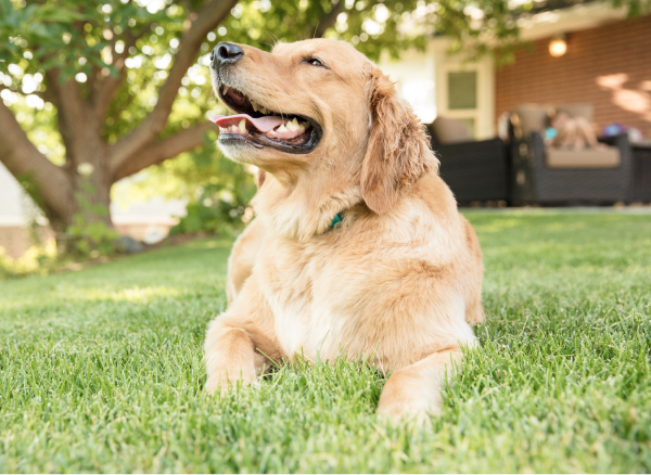 Digging deep into the genetic health of dogs