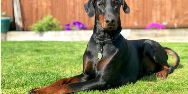 Dobermann DCM testing