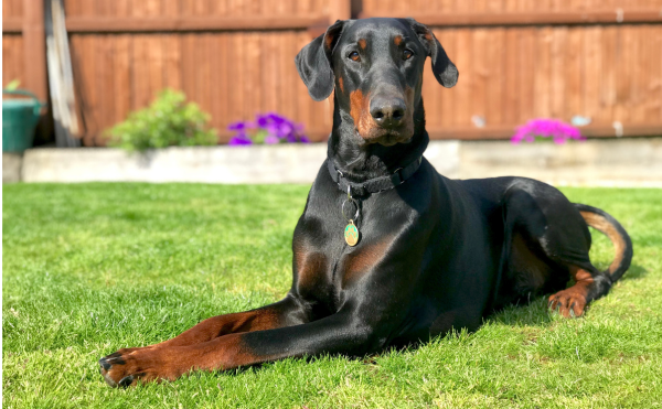 Dobermann DCM testing