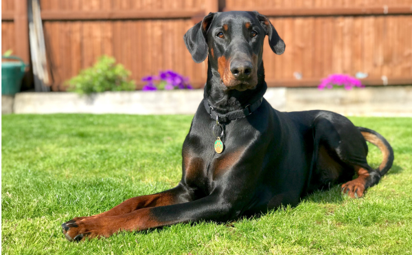 Dcm sales free doberman