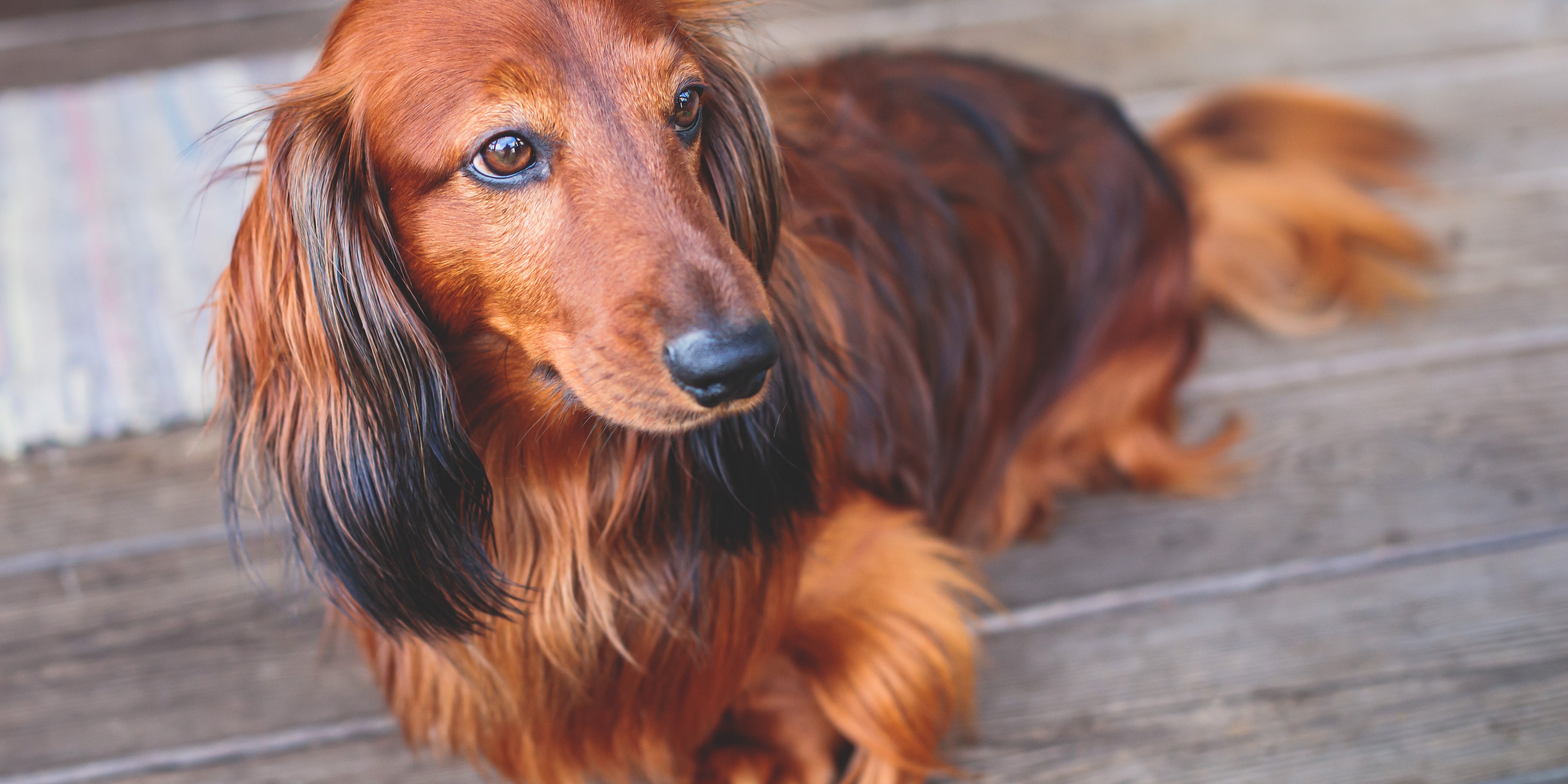 Sable Miniature Longhaired Dachshund