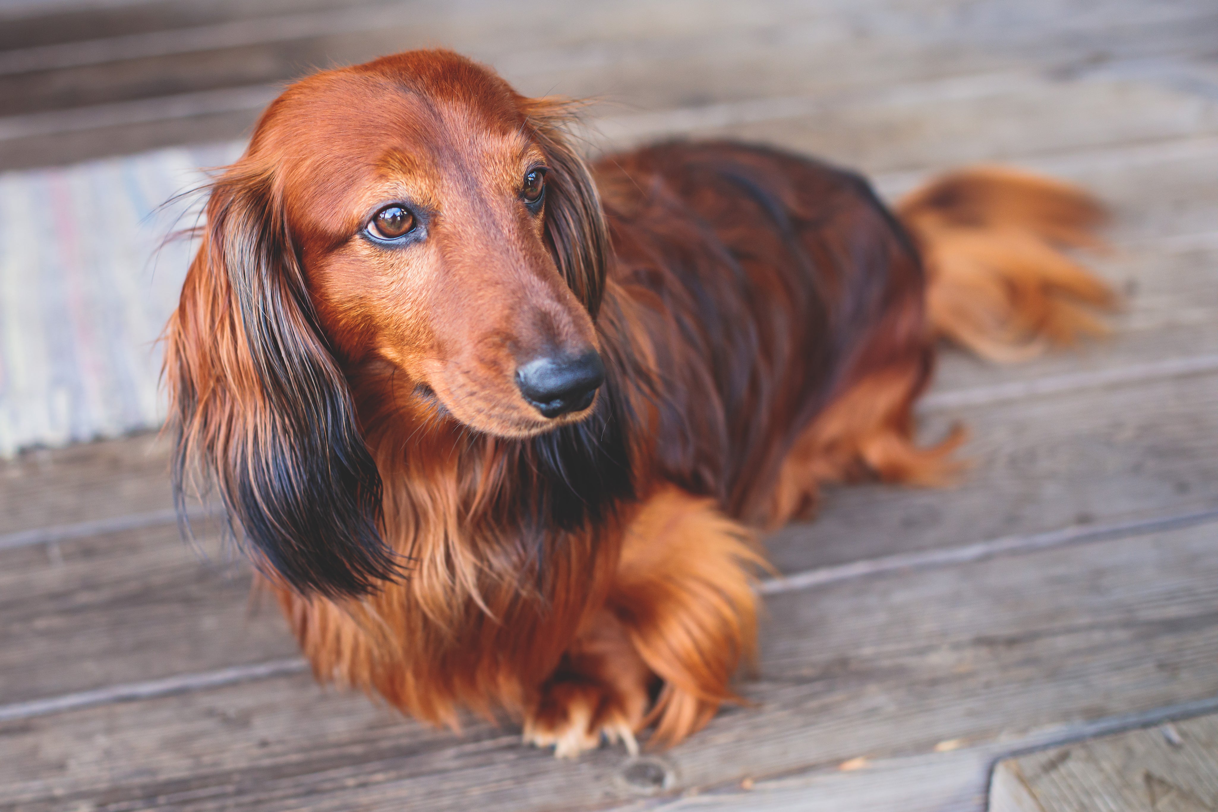 Sable Miniature Longhaired Dachshund